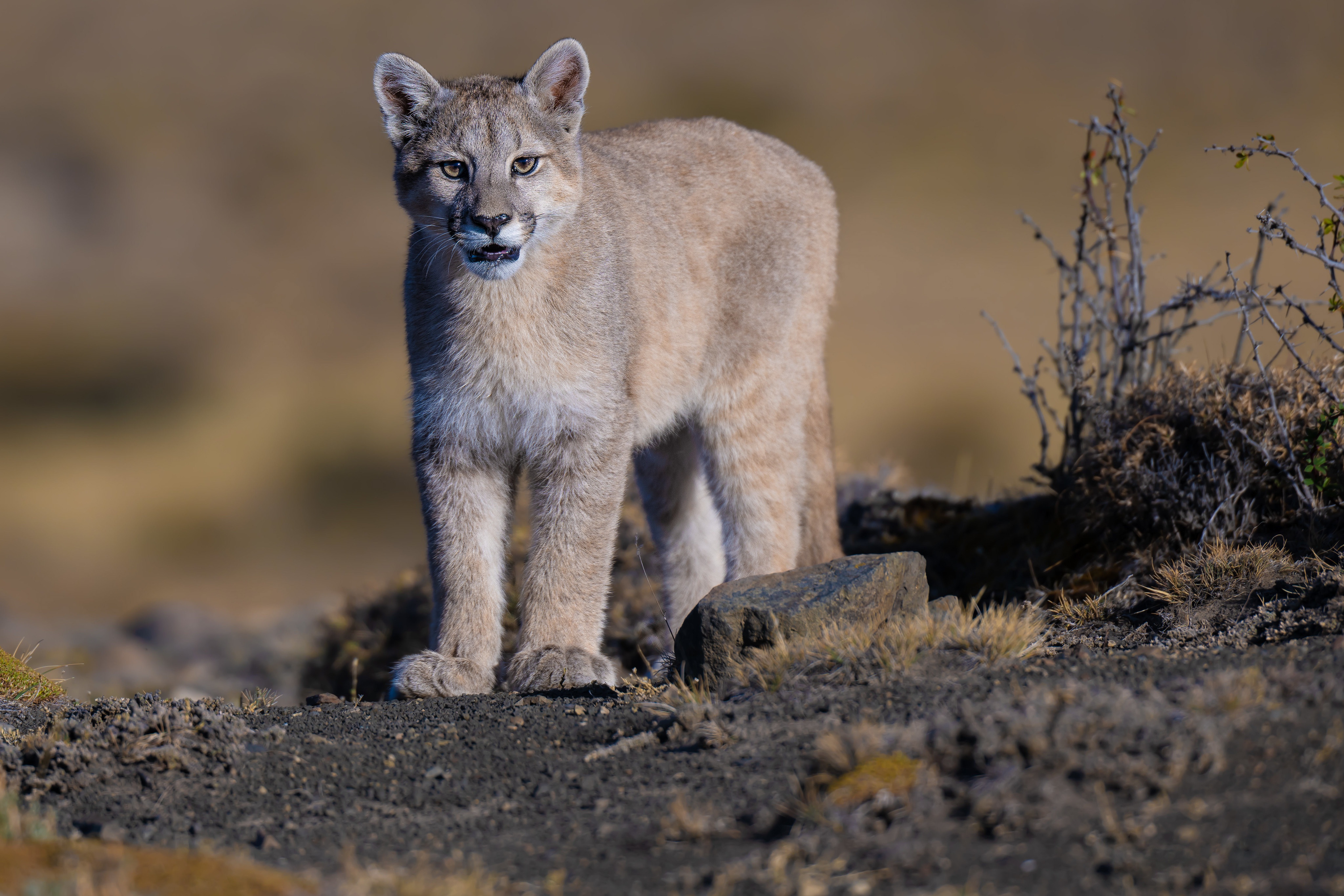 Animal Cougar 4k Ultra HD Wallpaper