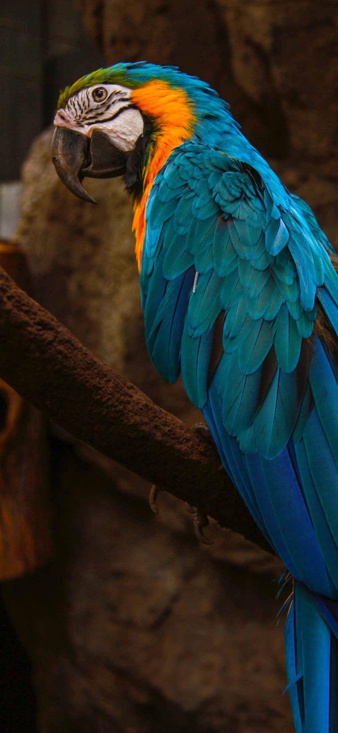 Parrot Wallpaper 59 Top Free Parrot