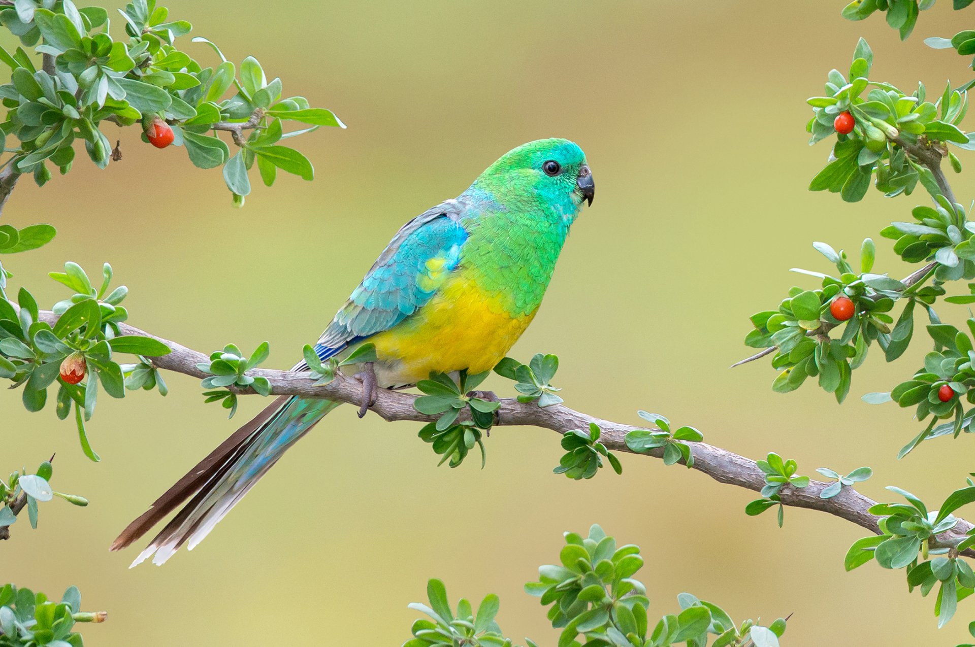 HD Wallpaper Of A Red Rumped Parrot