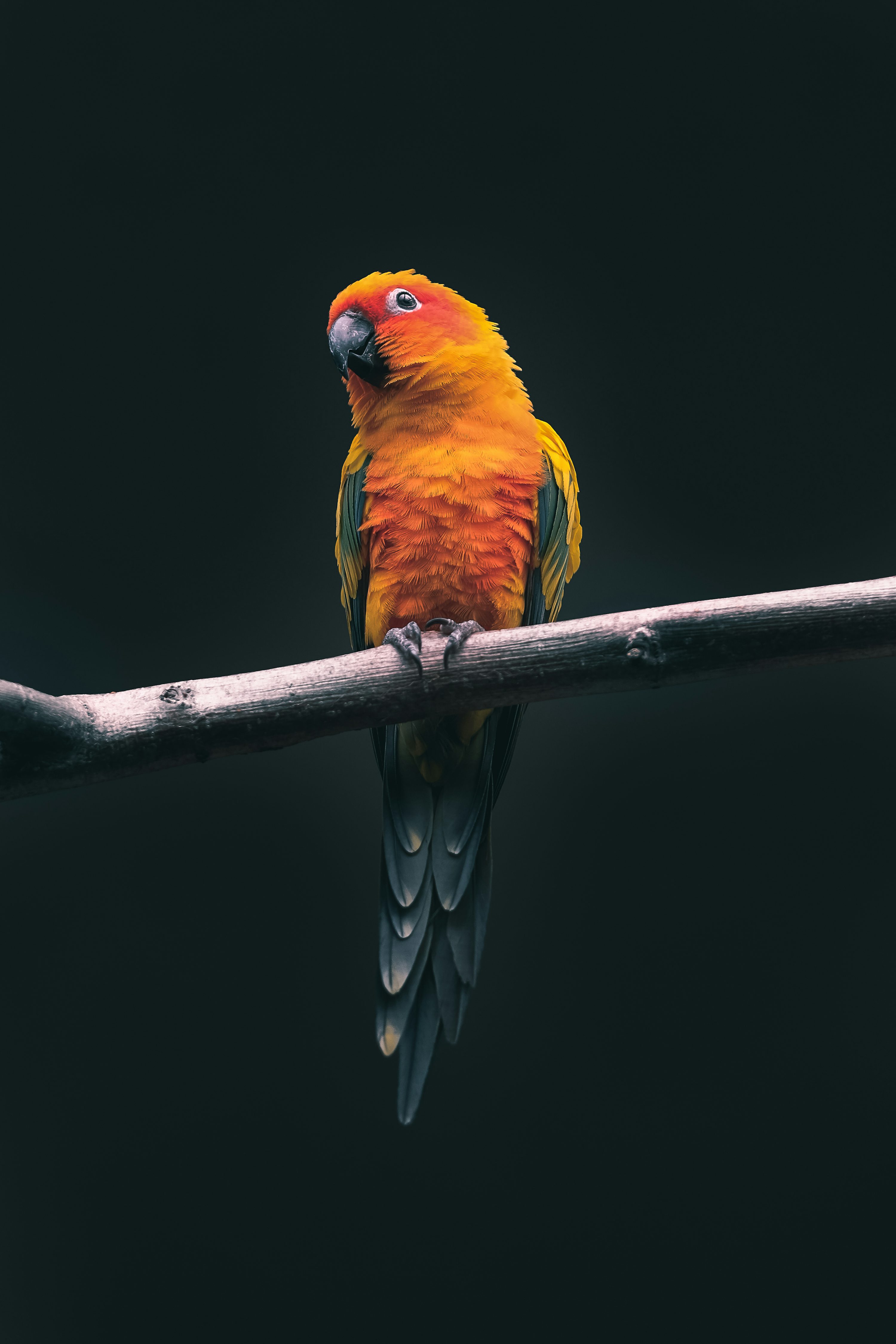 Orange parrot photo