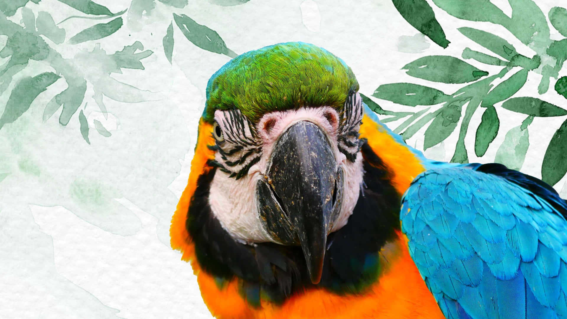 Parrot Wallpaper