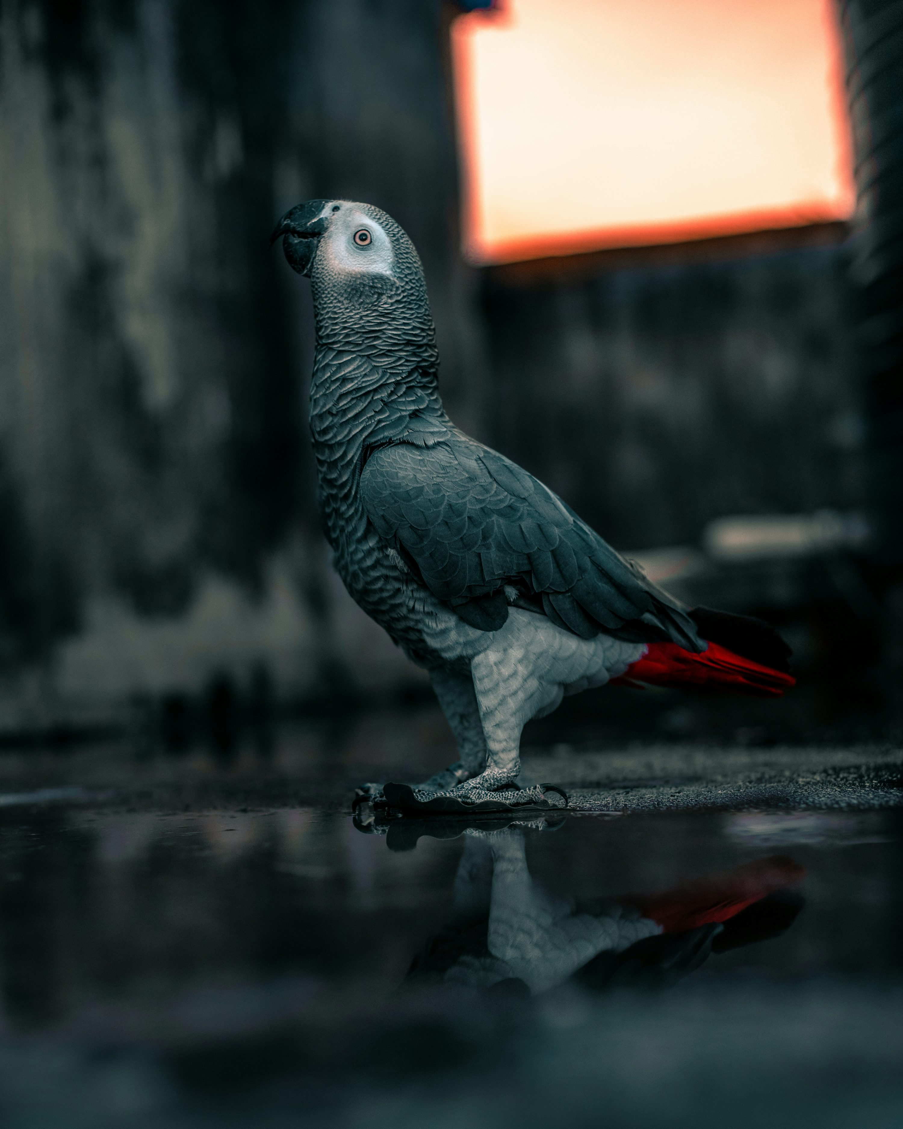 Parrots Picture [HD]. Download