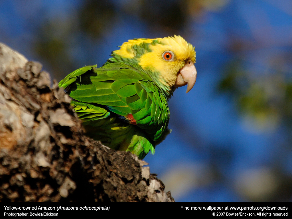 Desktop Wallpaper. World Parrot Trust