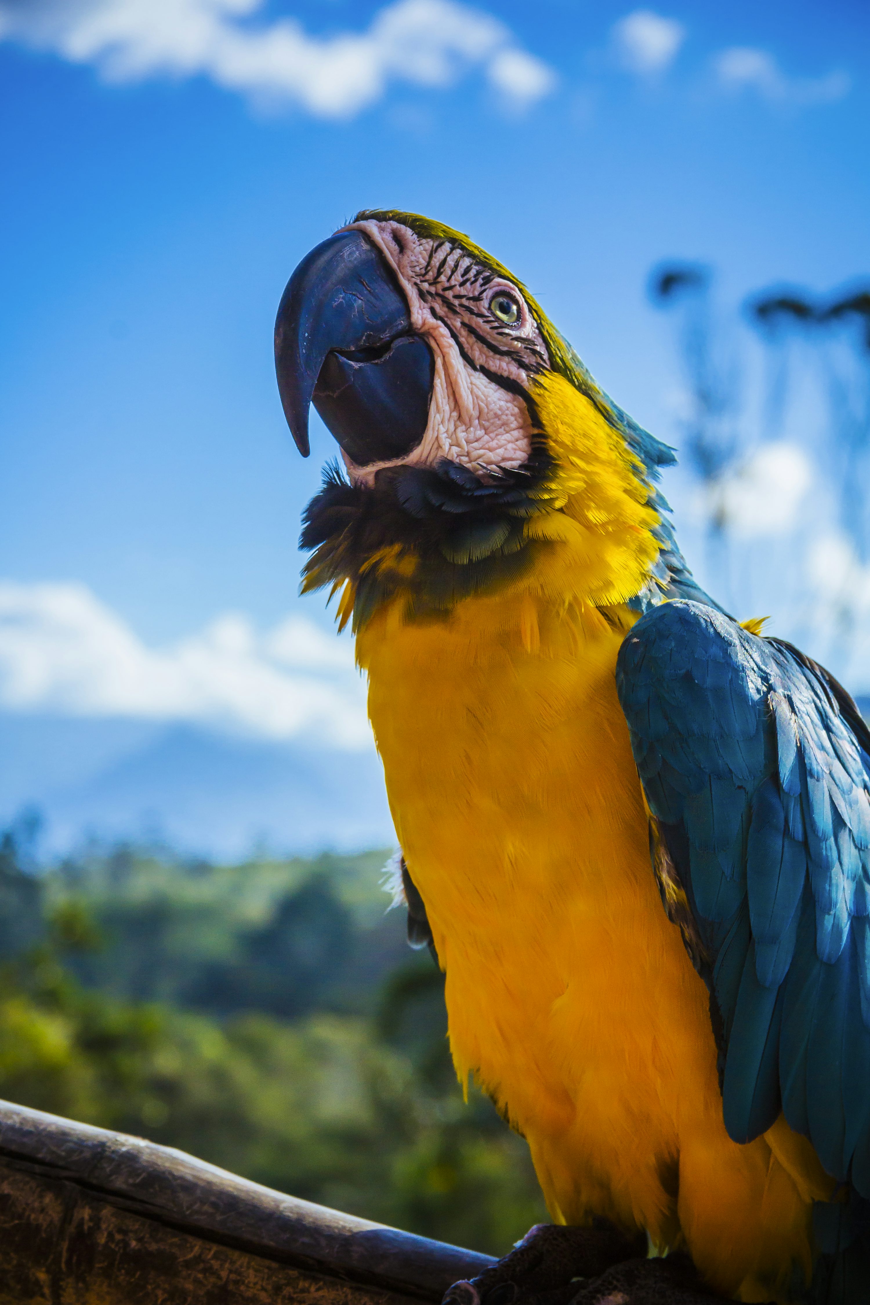 Yellow and blue parrot perched on wood