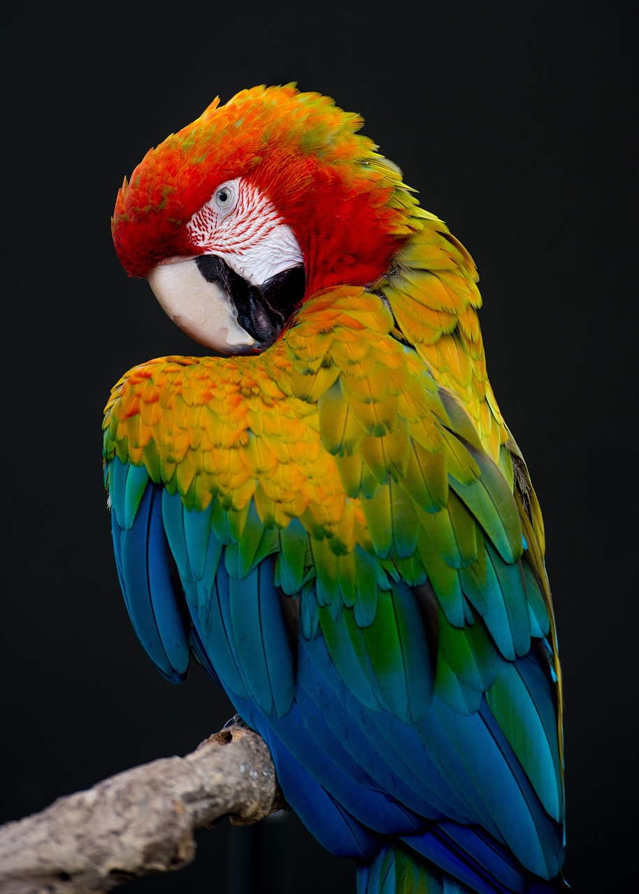 Parrot Wallpaper & Parrot Image