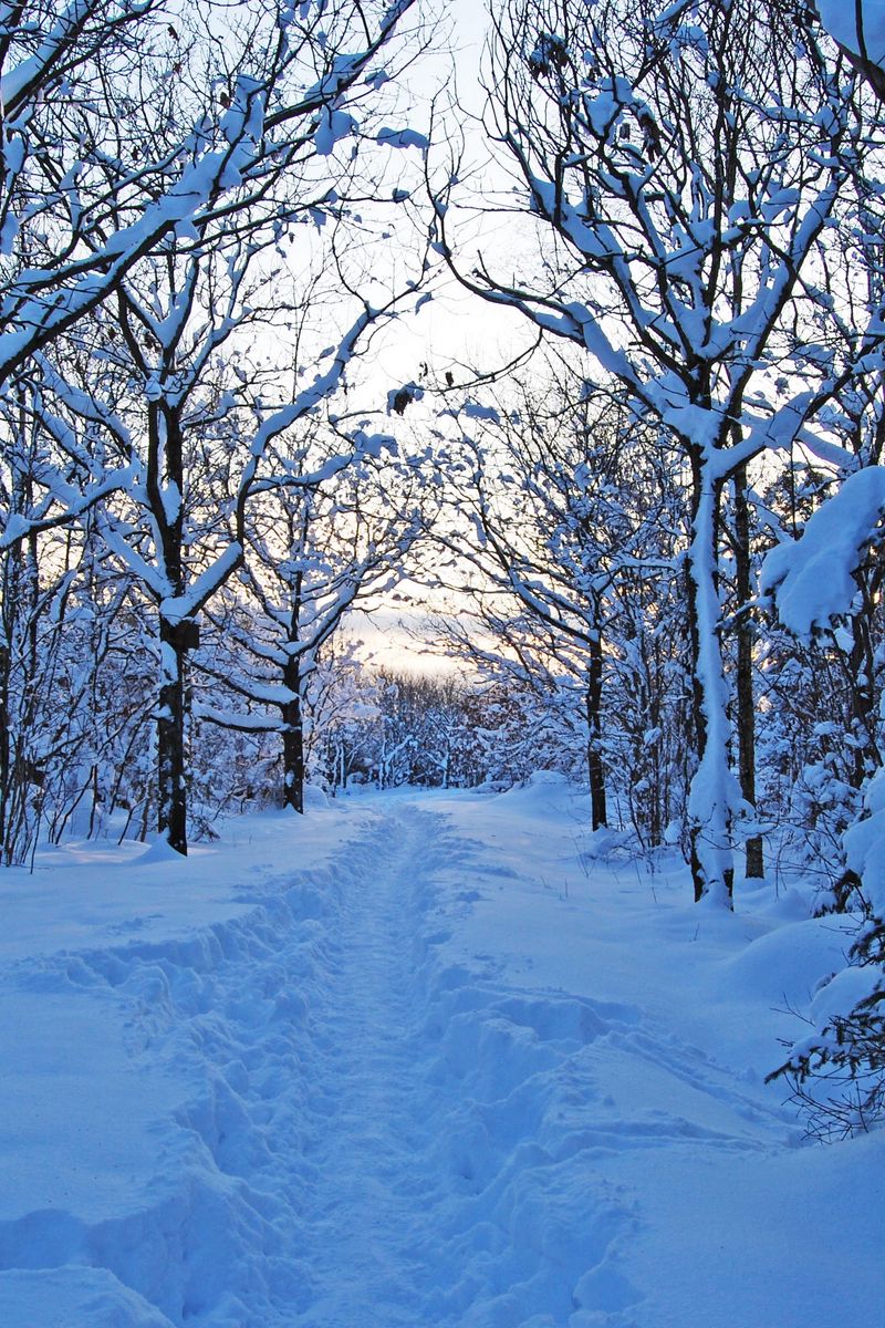 Download wallpaper 800x1200 morning