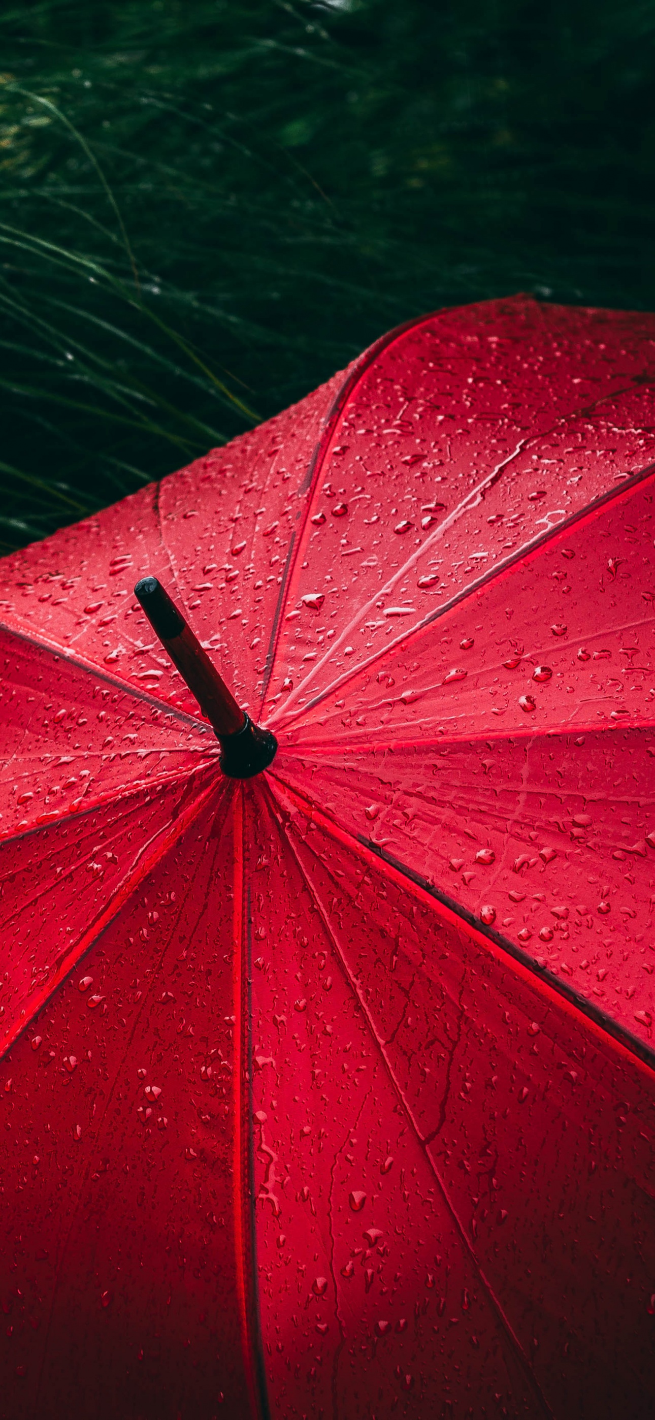 Umbrella Wallpaper 4K, Red, Rain