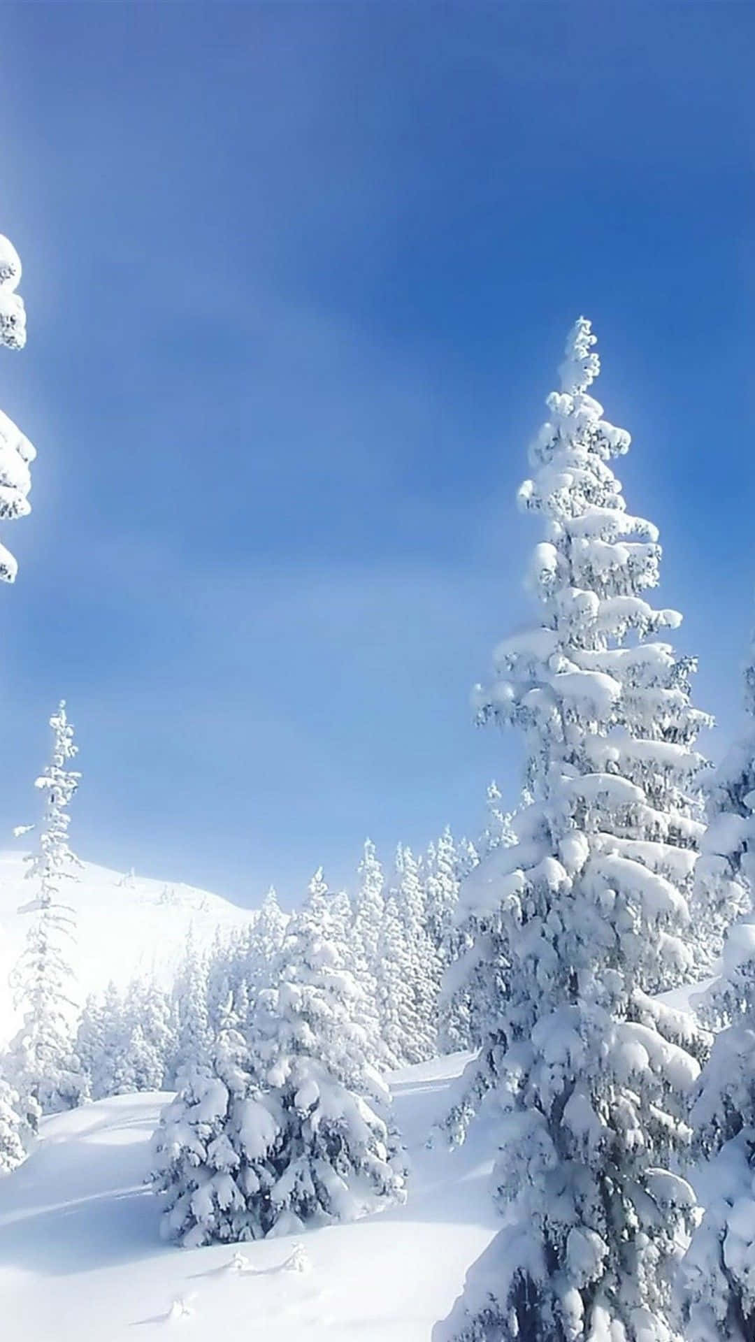 Download Nature Winter iPhone Wallpaper