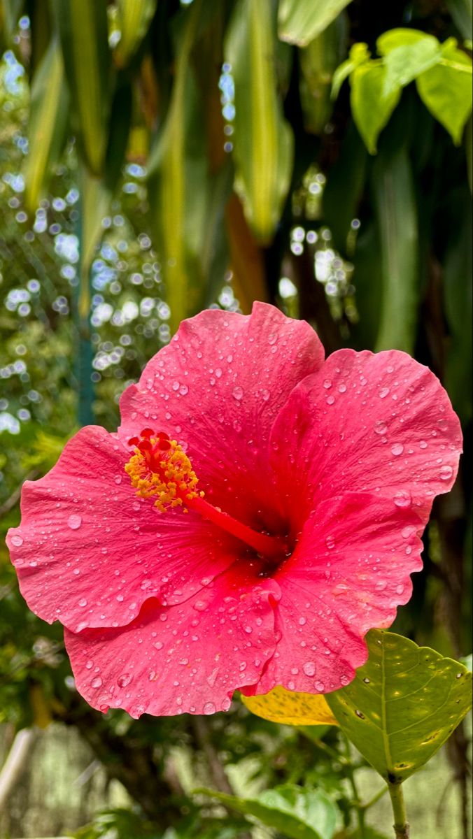 hibiscus