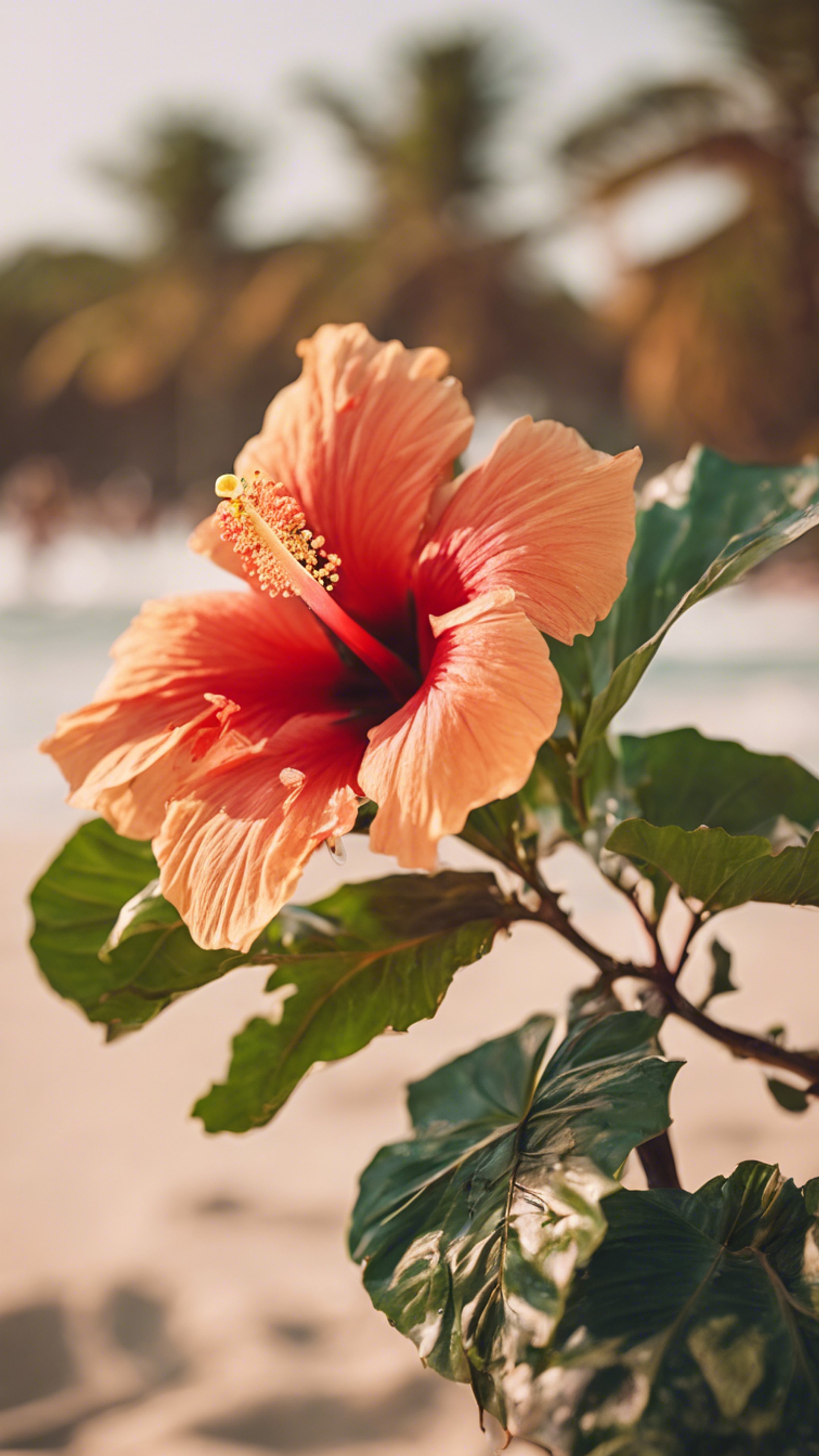 tropical hibiscus flower in full bloom