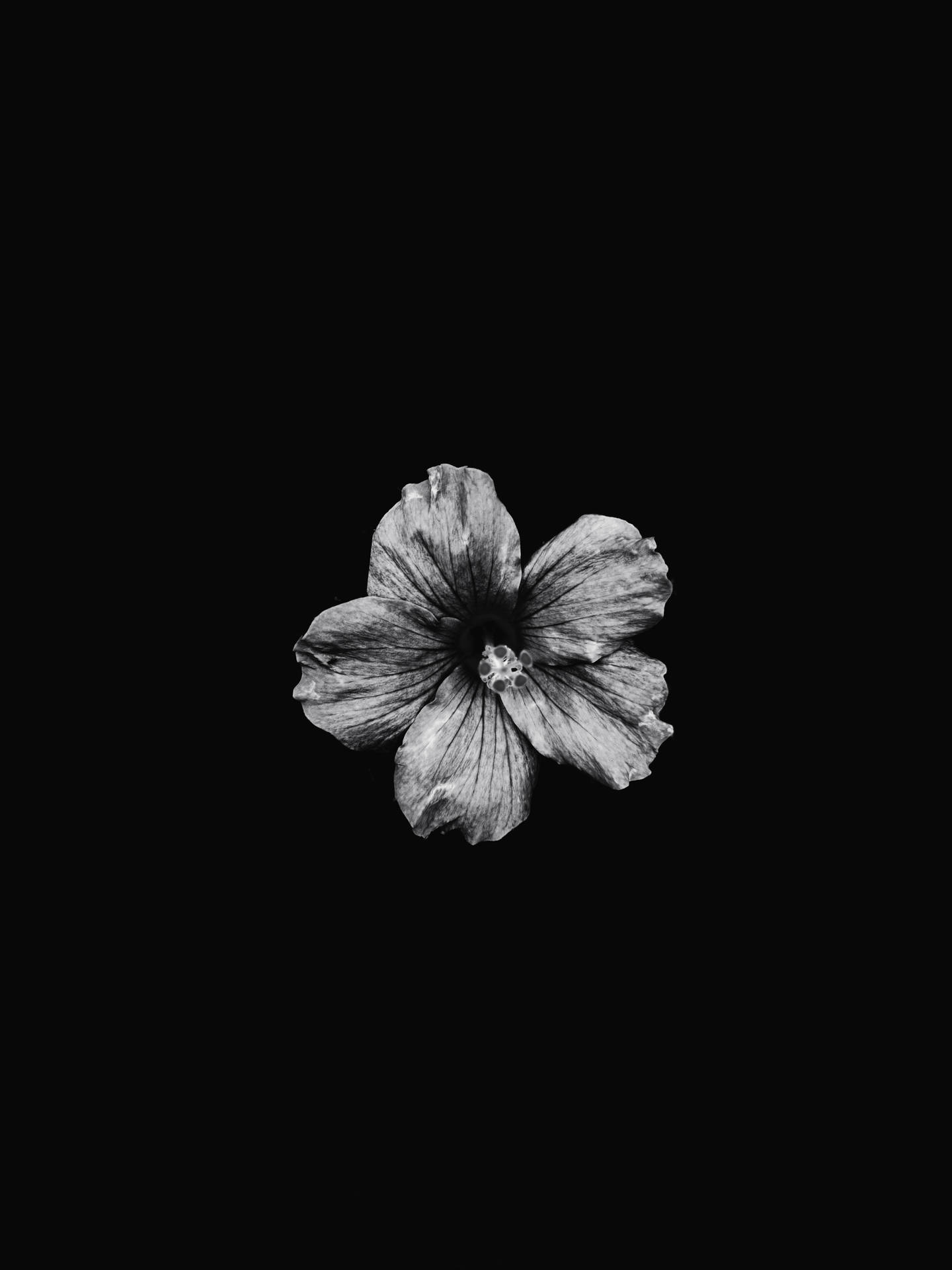 Download IPhone 4k Hibiscus Wallpaper