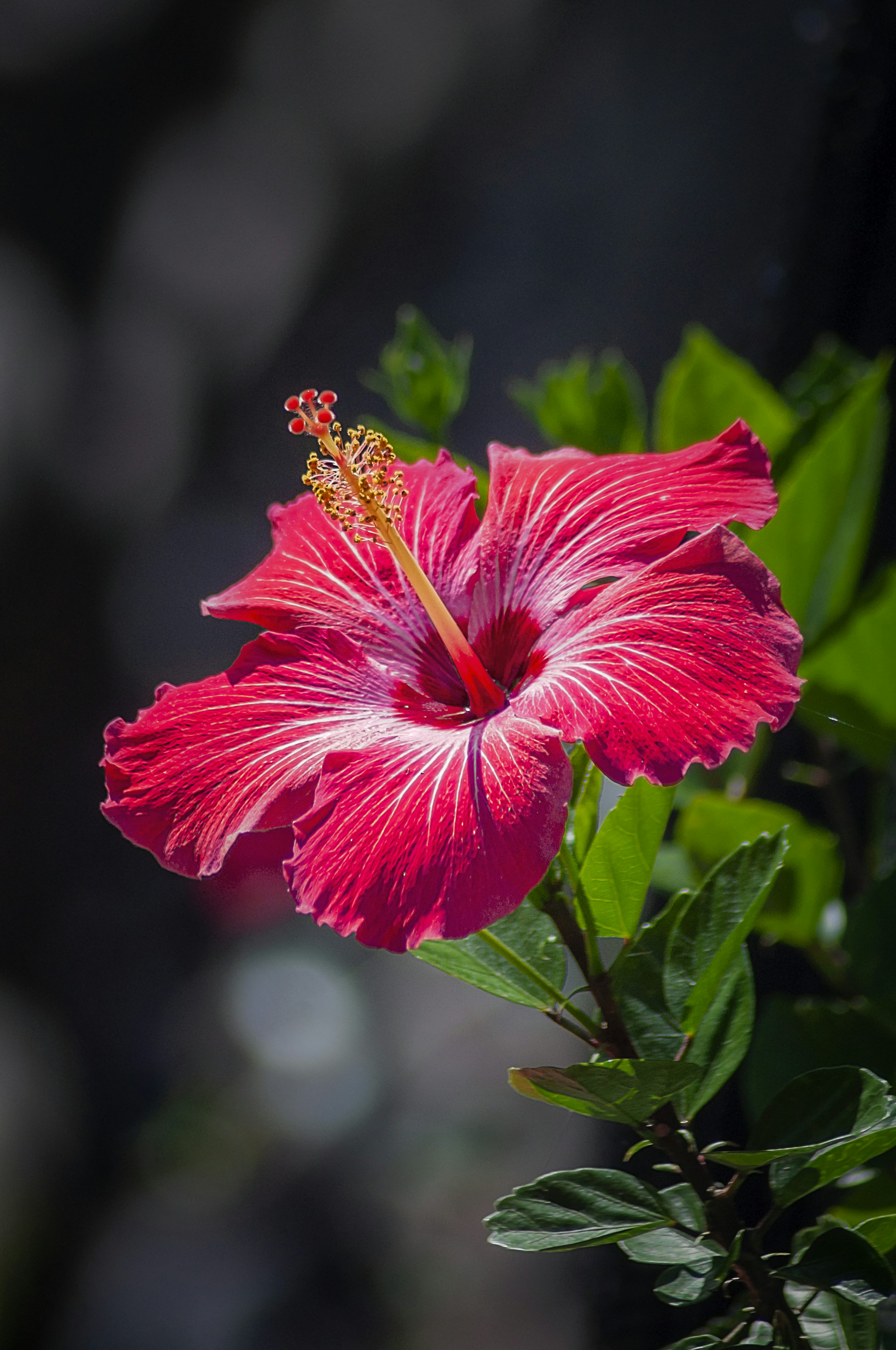 Red hibiscus flower photo