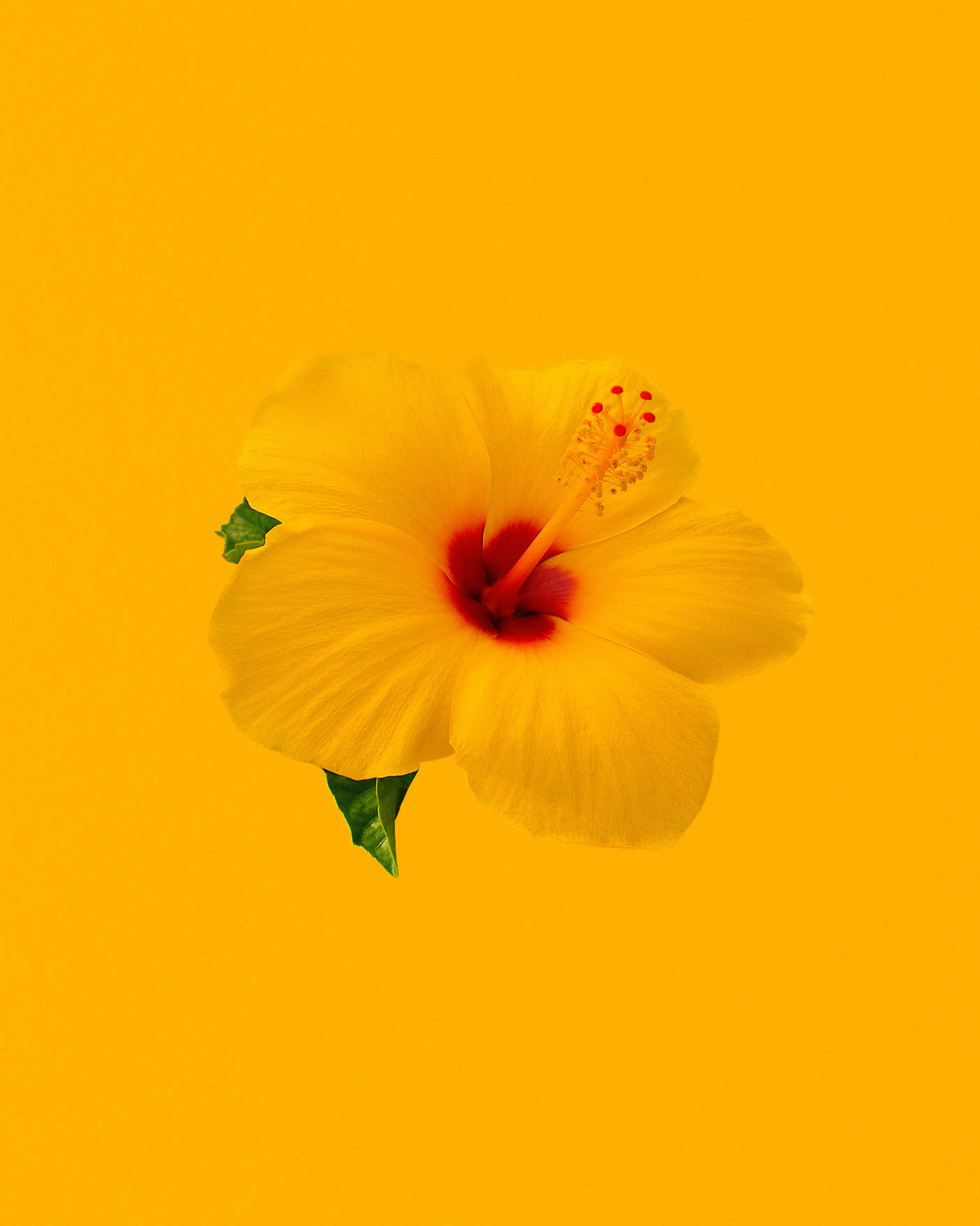 Hibiscus Plain Yellow iPhone Wallpaper