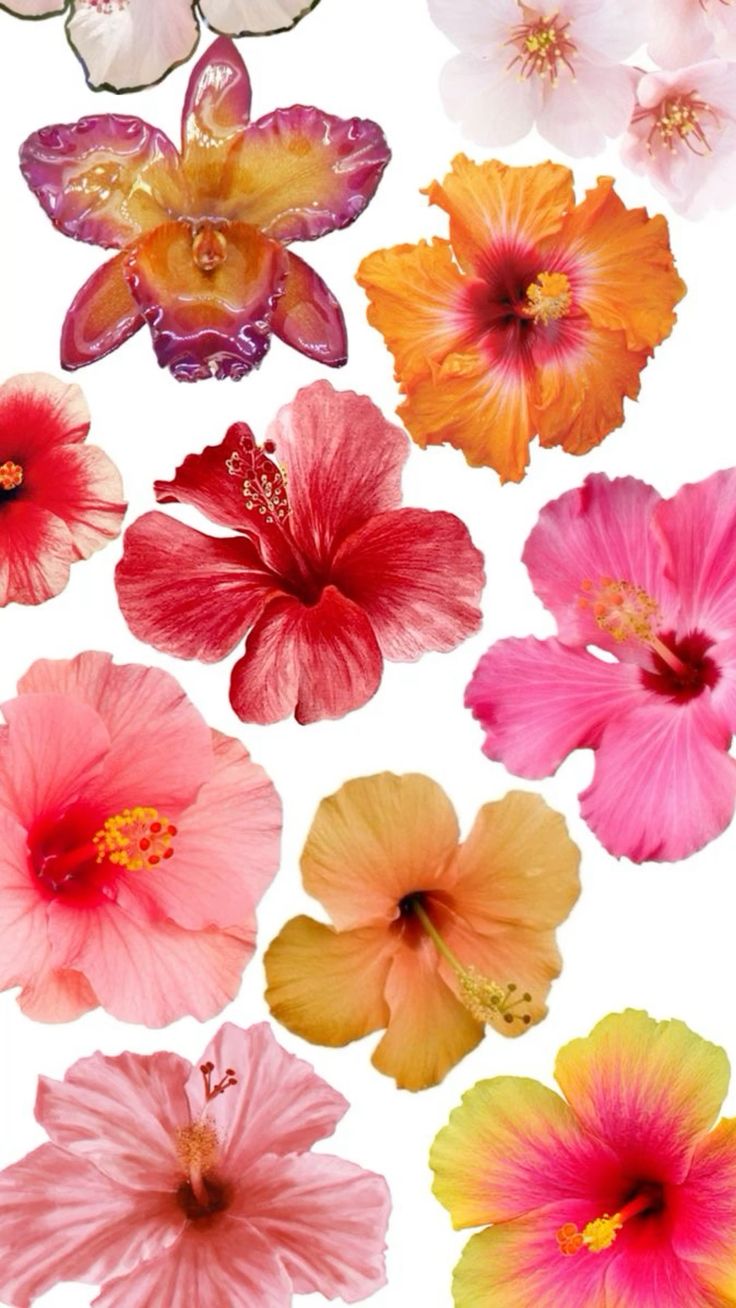 hibiscus flower wallpaper