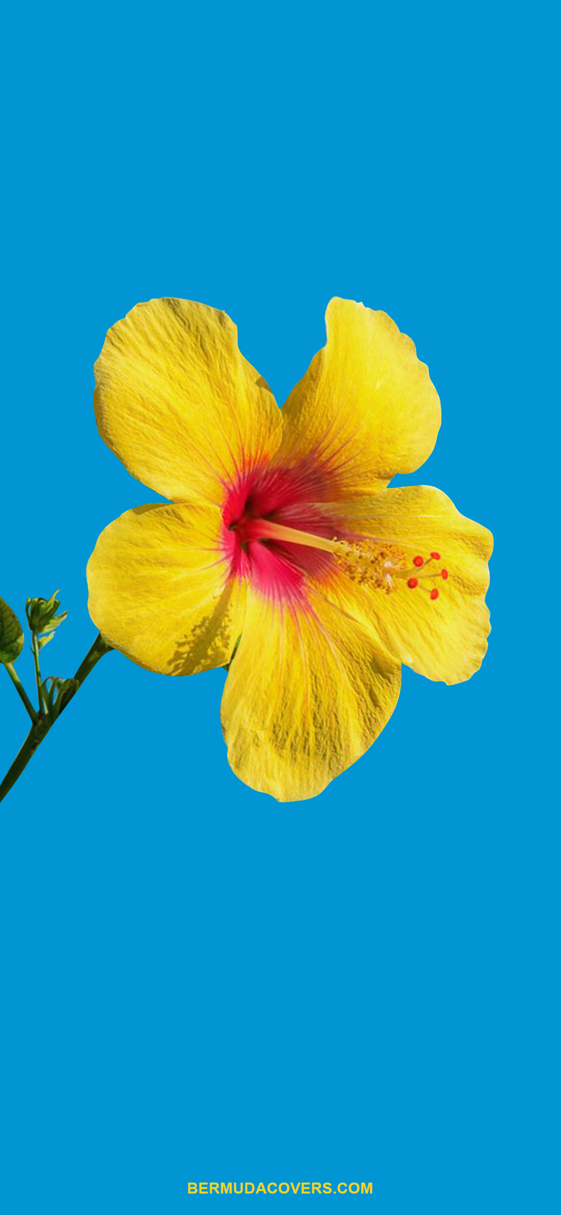 Yellow Bermuda Hibiscus Flower Facebook