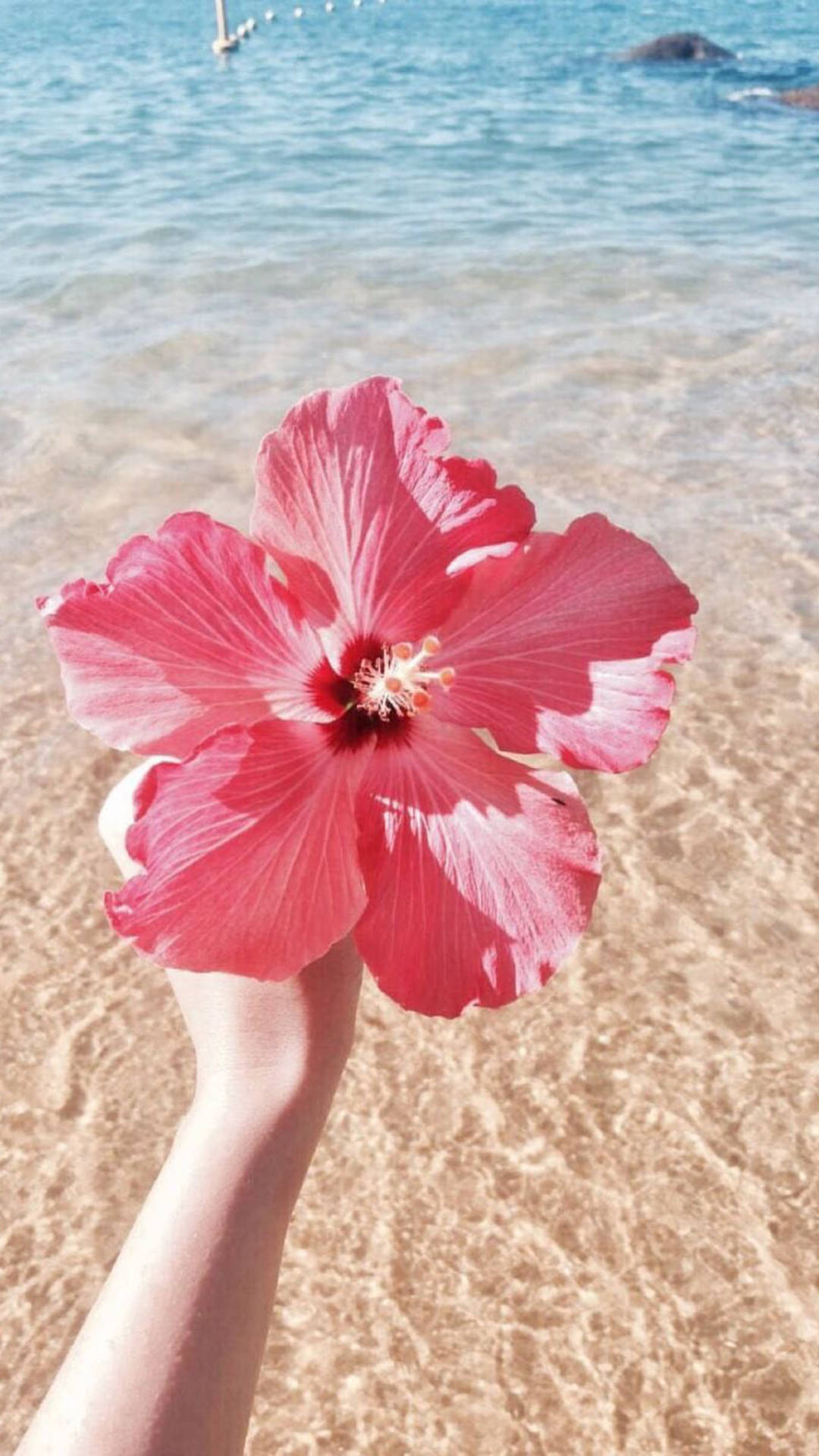 Download Common Hibiscus Wallpaper
