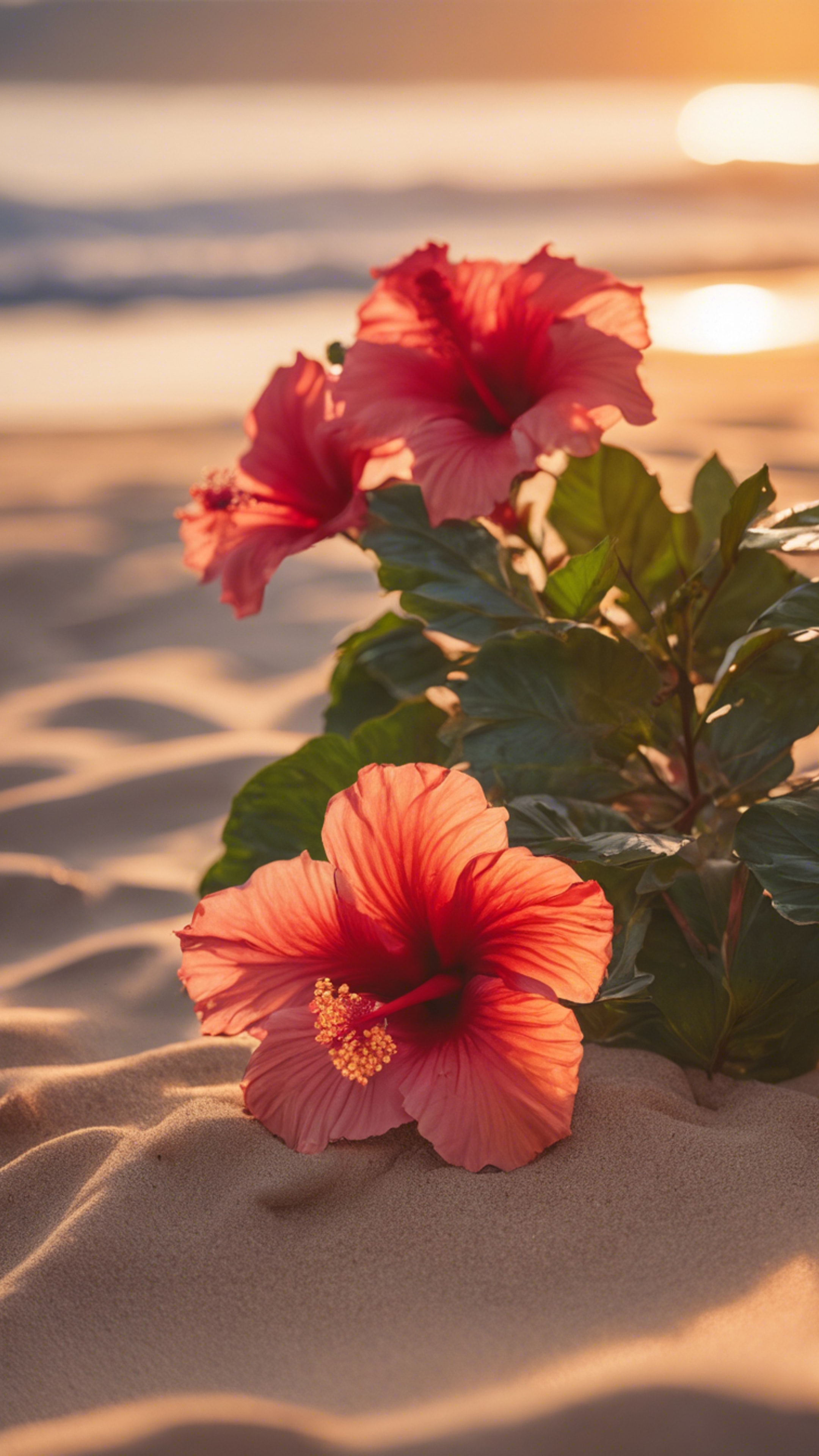 tropical hibiscus flowers blooming