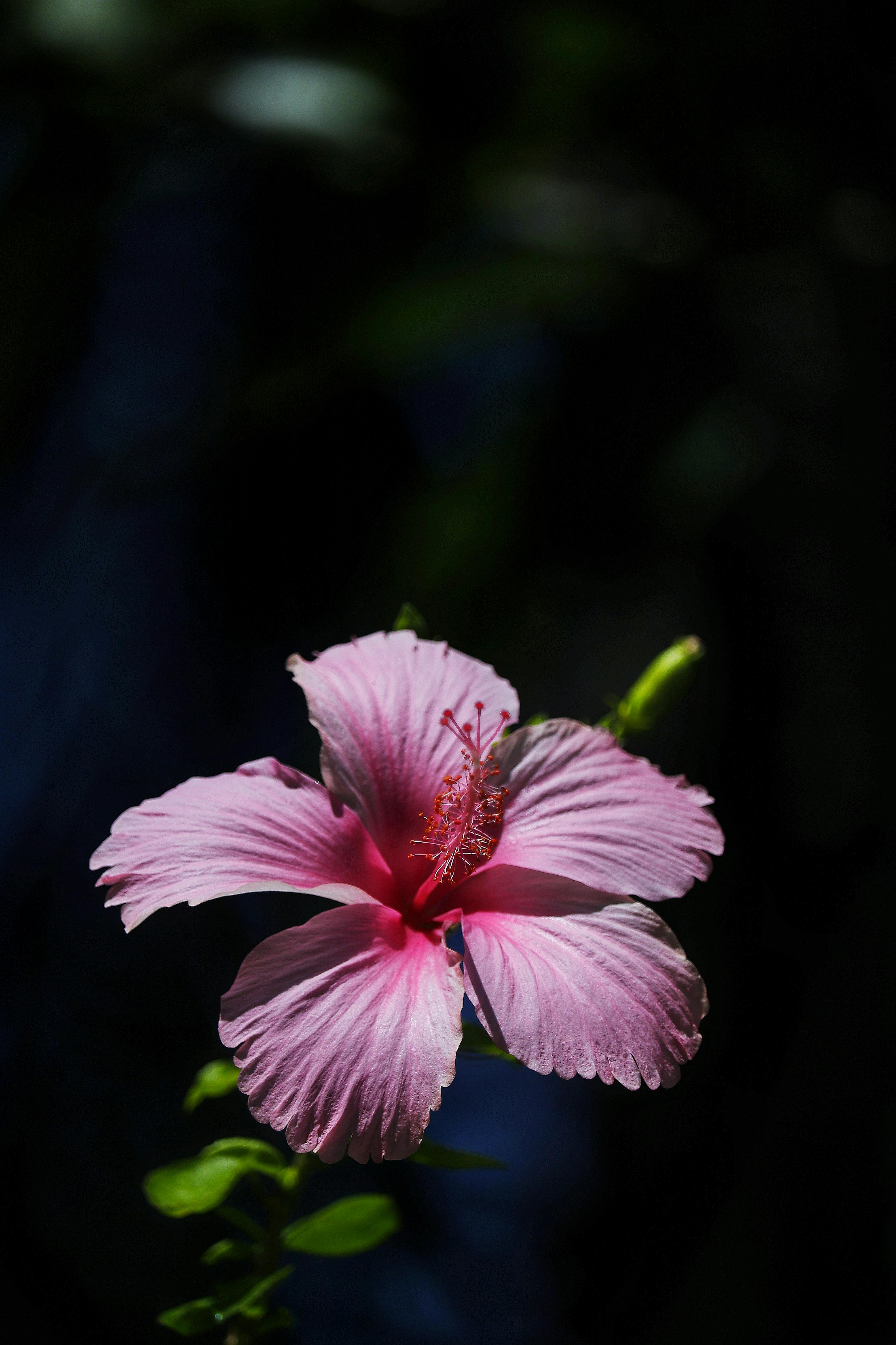 Pink Hibiscus in Bloom · Free