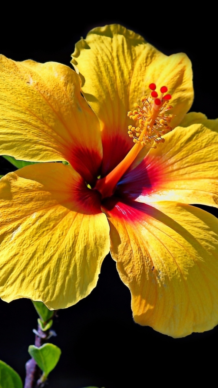 Download Close Up Yellow Flower Flower
