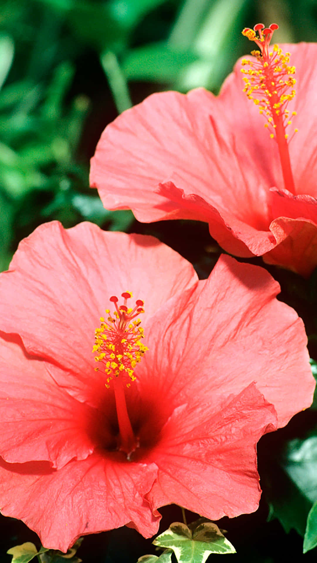 Pink Hibiscus Flower Wallpaper