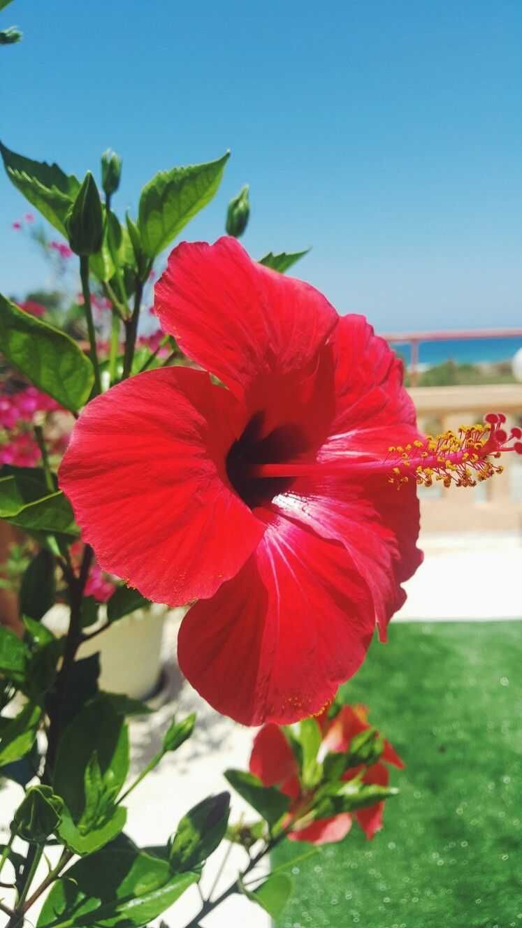 Hibiscus Wallpaper Phone