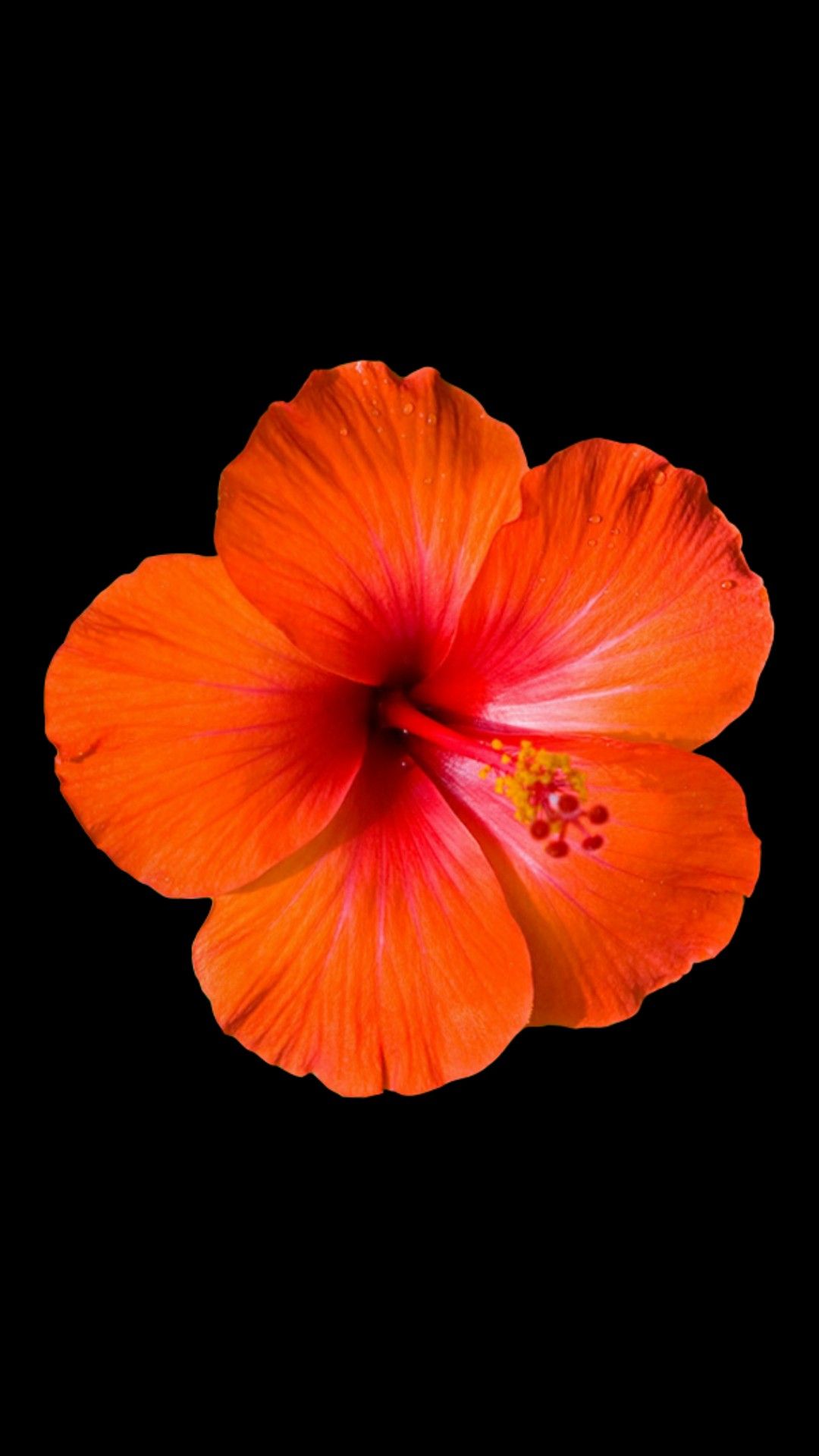 HD Hibiscus Orange Flower