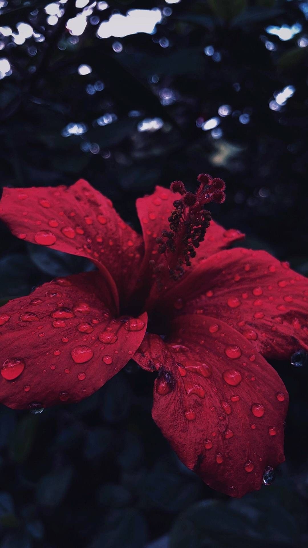 Hibiscus Wallpaper