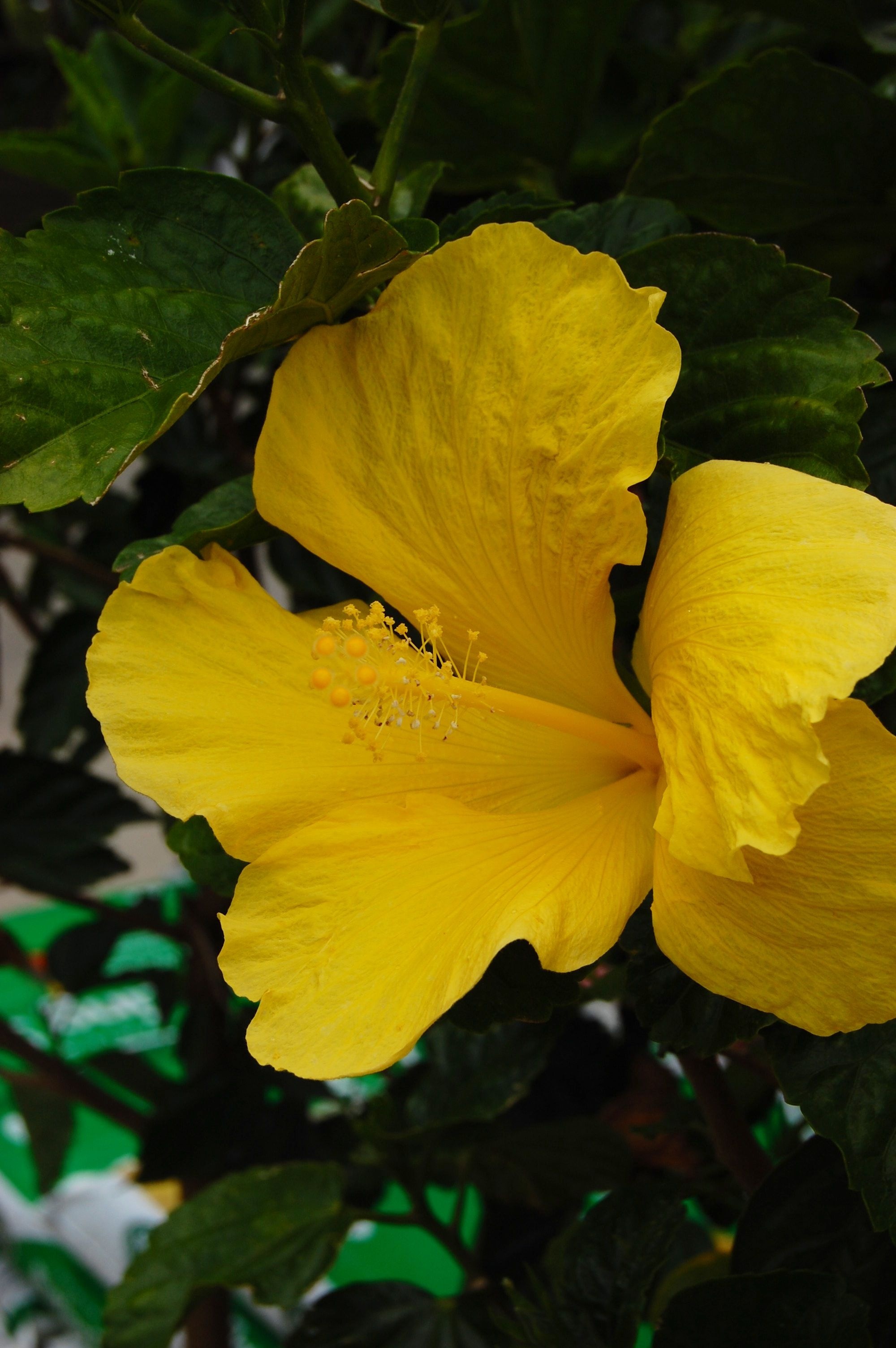 Hibiscus Wallpaper