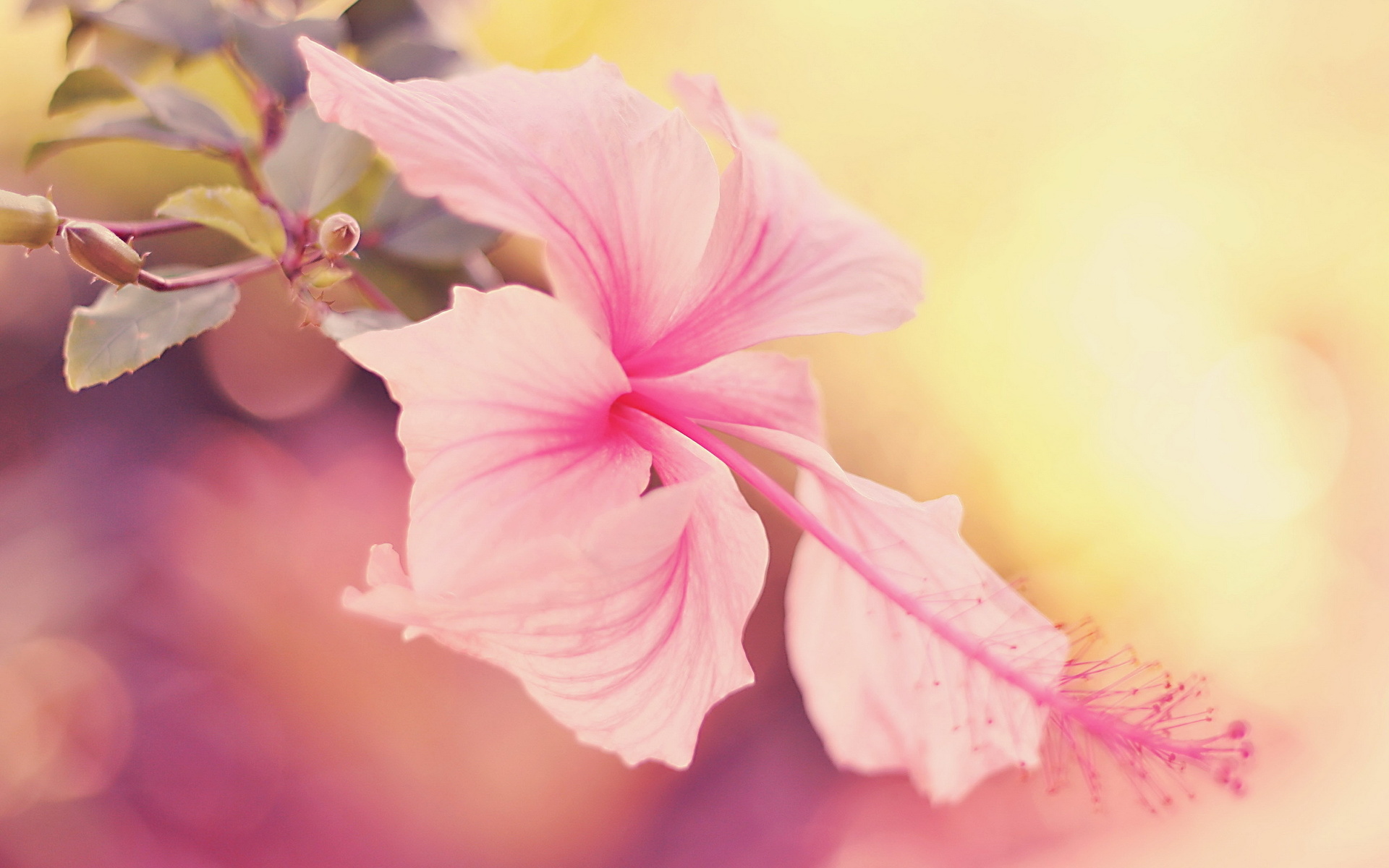 Flower Pastel Nature Hibiscus HD Wallpaper