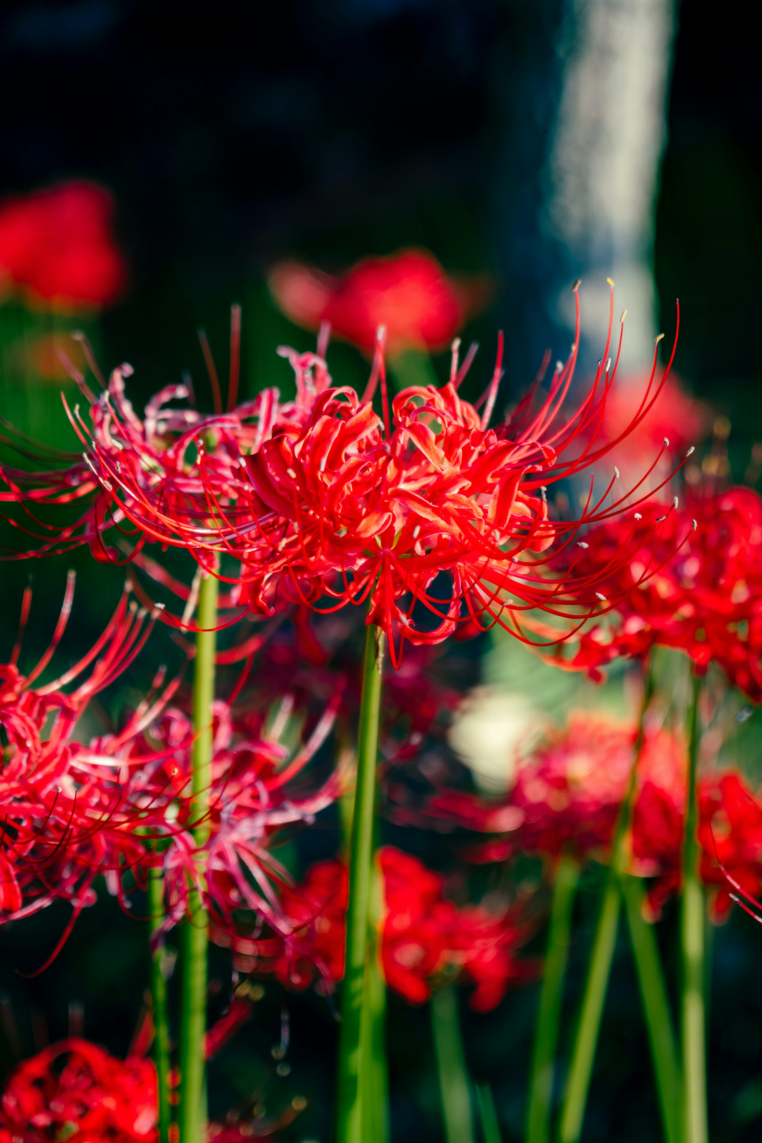 Spider Lily Picture. Download Free