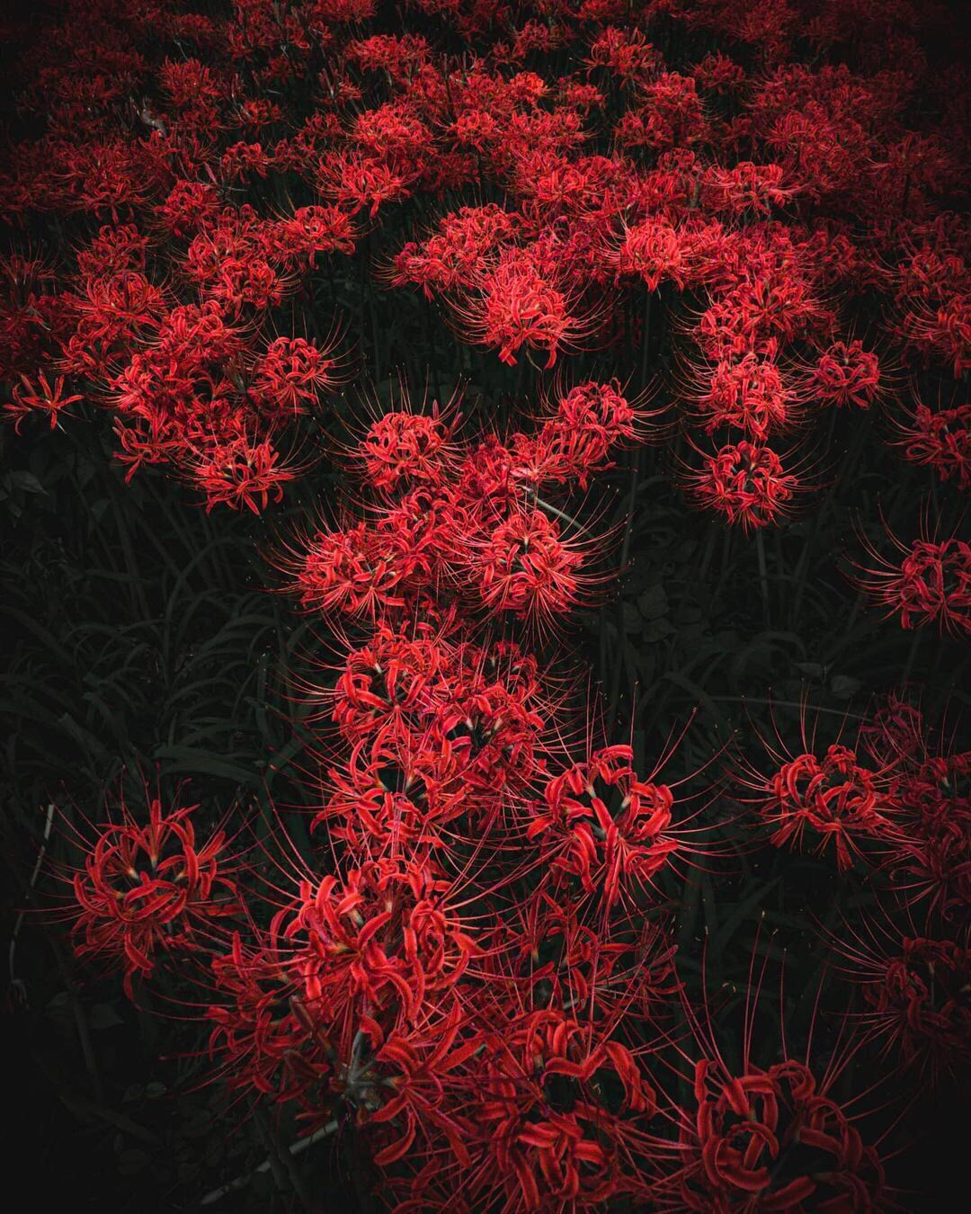 spider lilies, aka “higanbana
