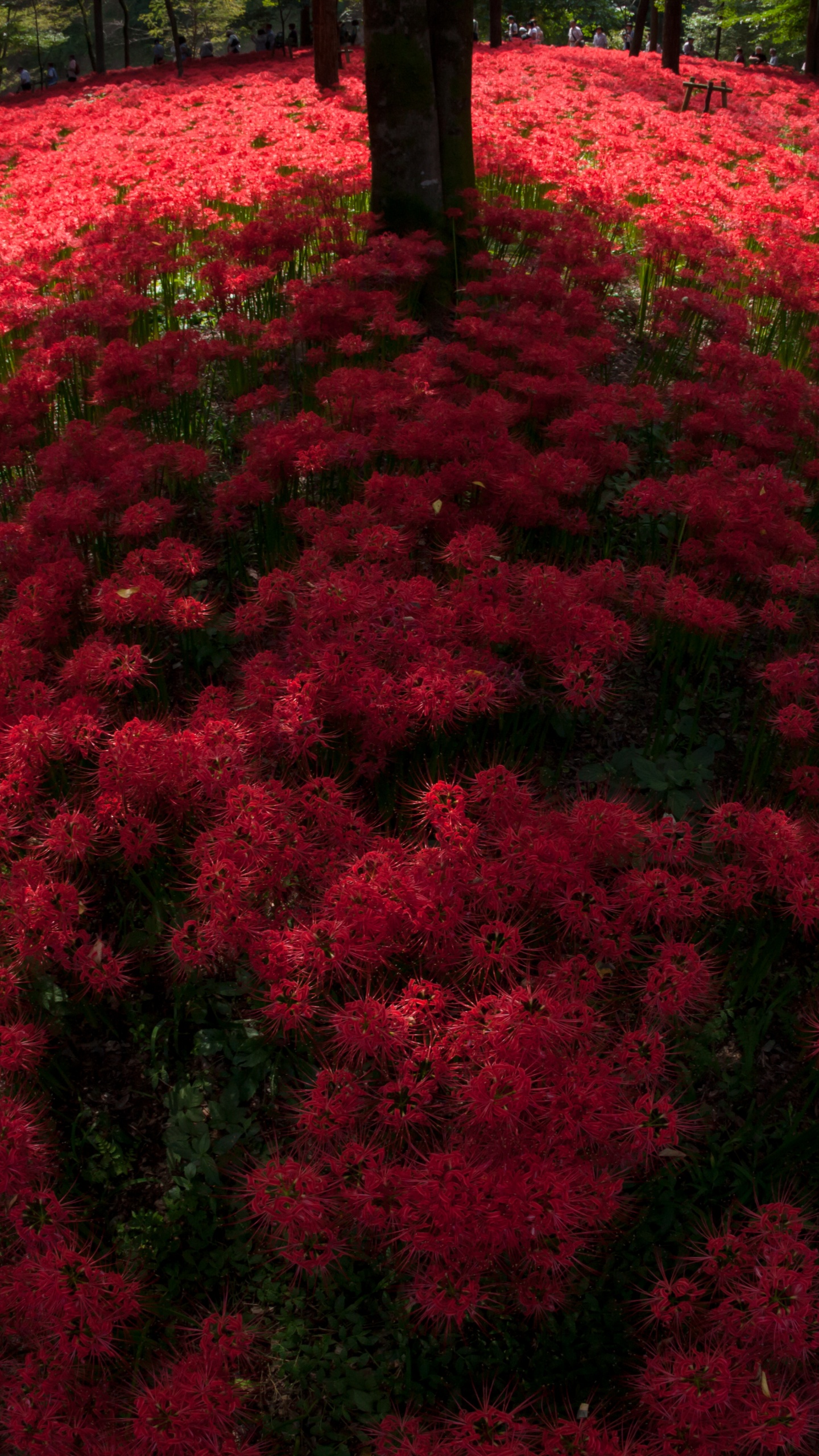 Red Spider Lilies Blooming By Trees