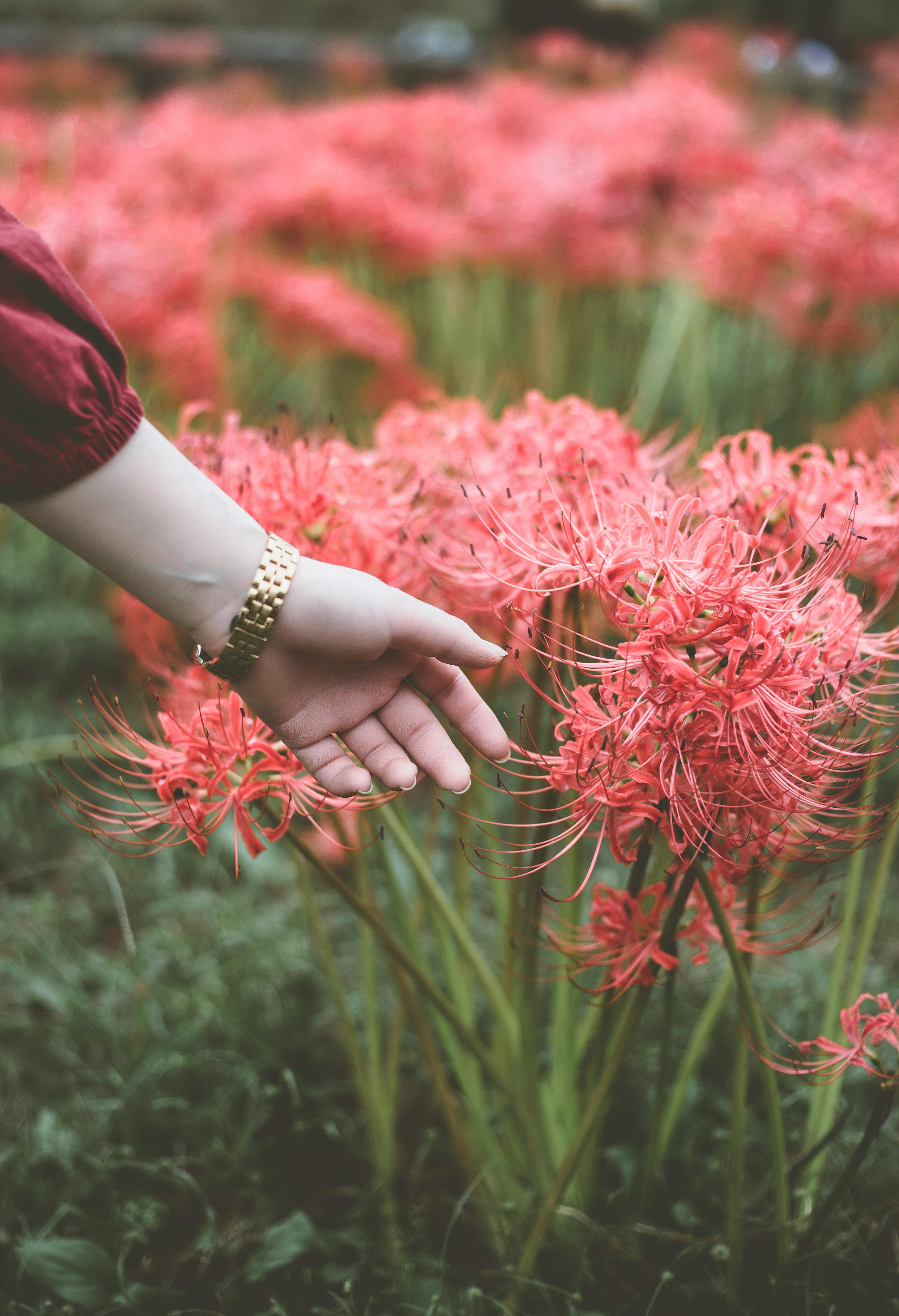 Hand Touching Red Spider Lilies