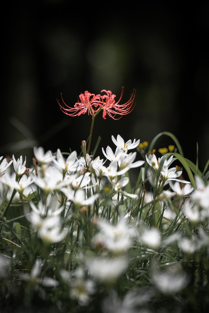 Red Spider Lily Flowers Plants
