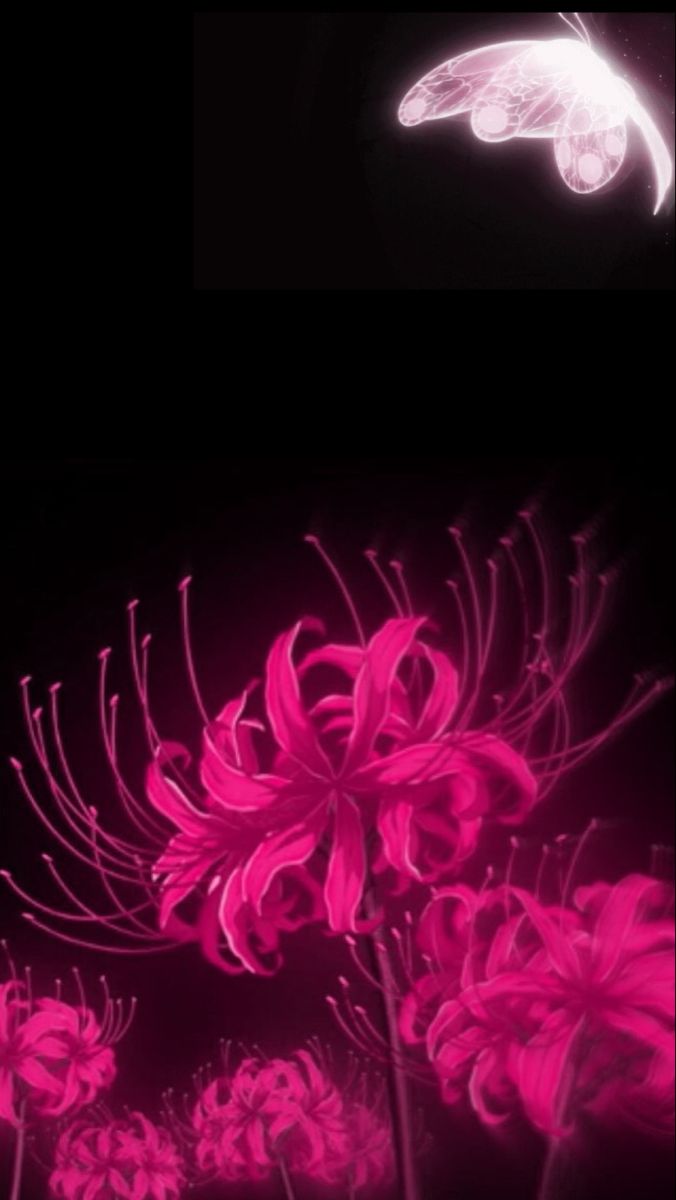 Pink spider lilly + butterfly