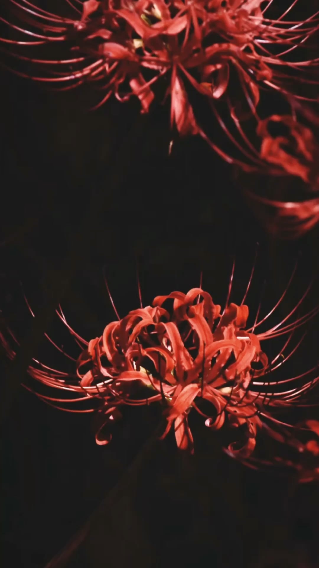 Red spider Lily