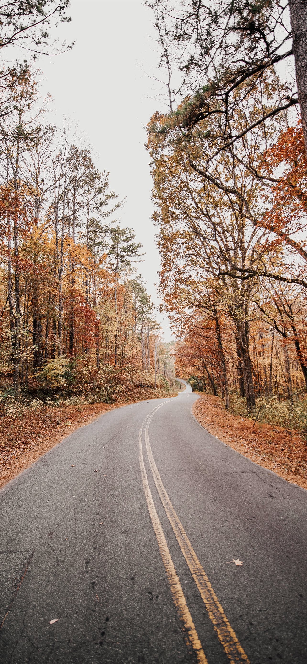 road between autumn forest iPhone Wallpaper Free Download