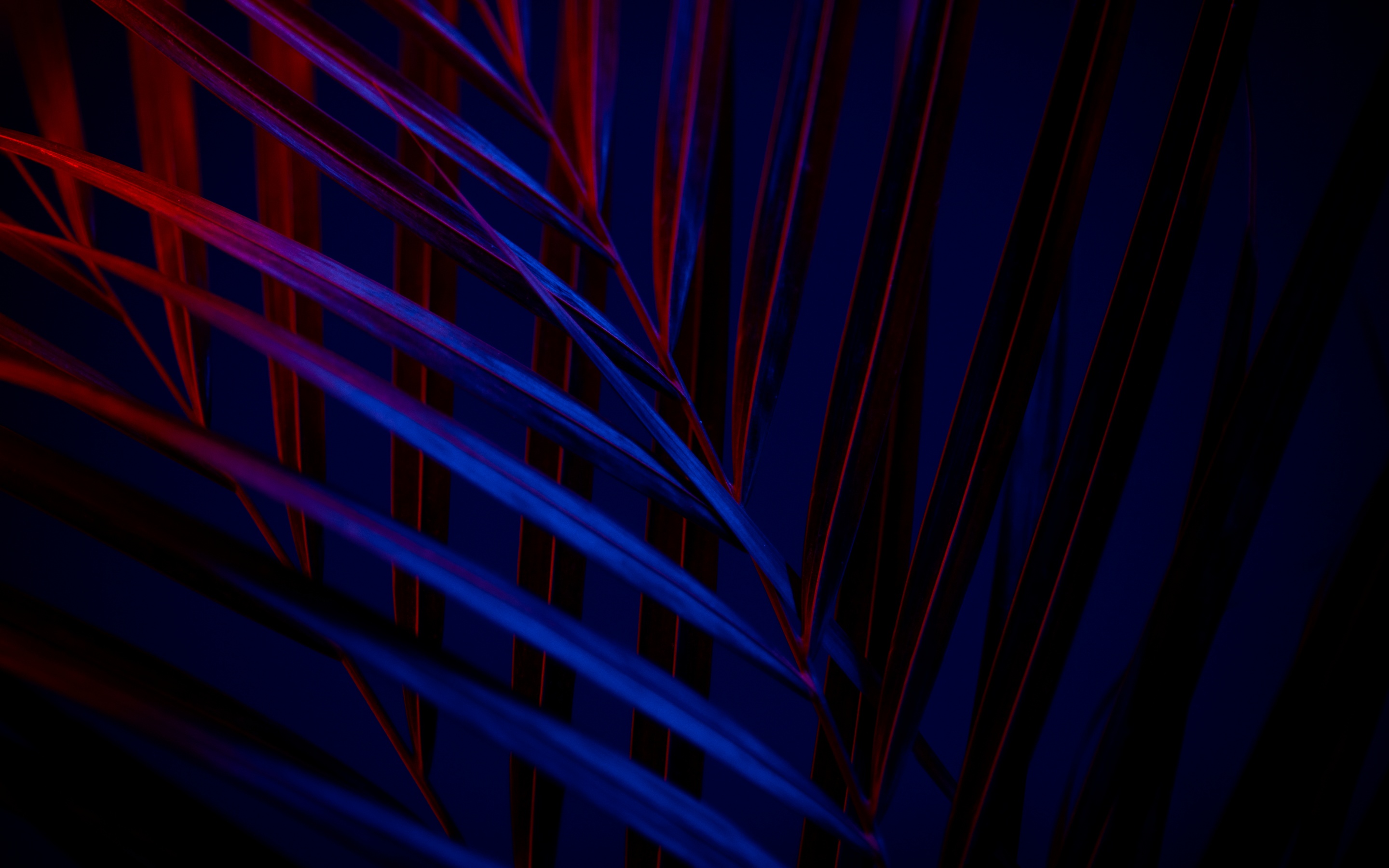 Plant Wallpaper 4K, Dark background