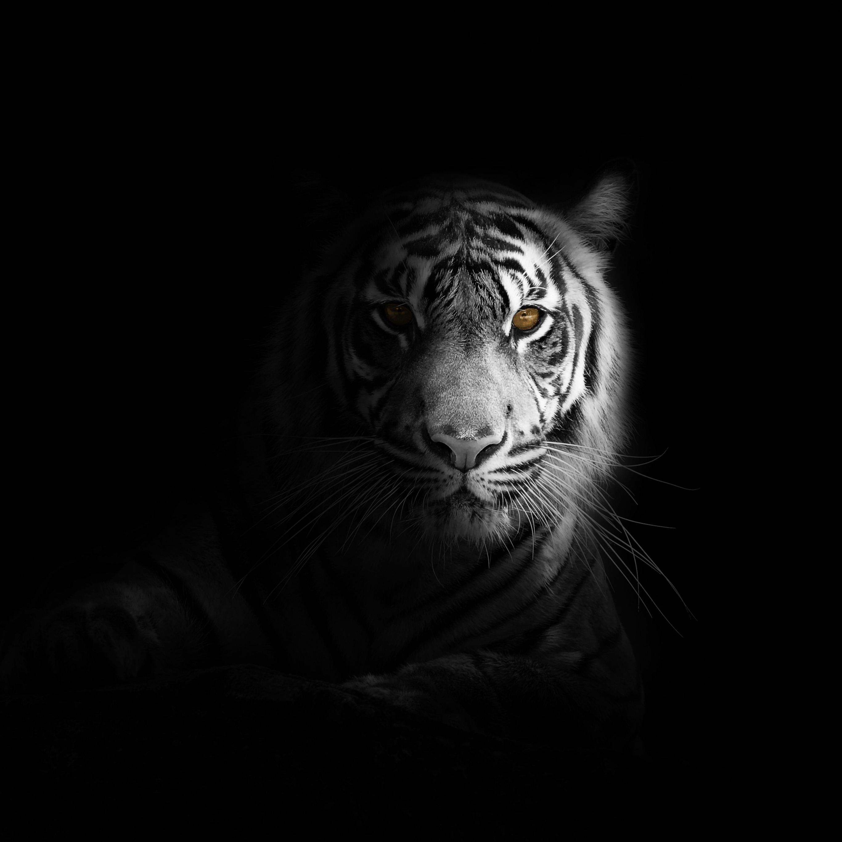 White tiger Wallpaper 4K, Dark