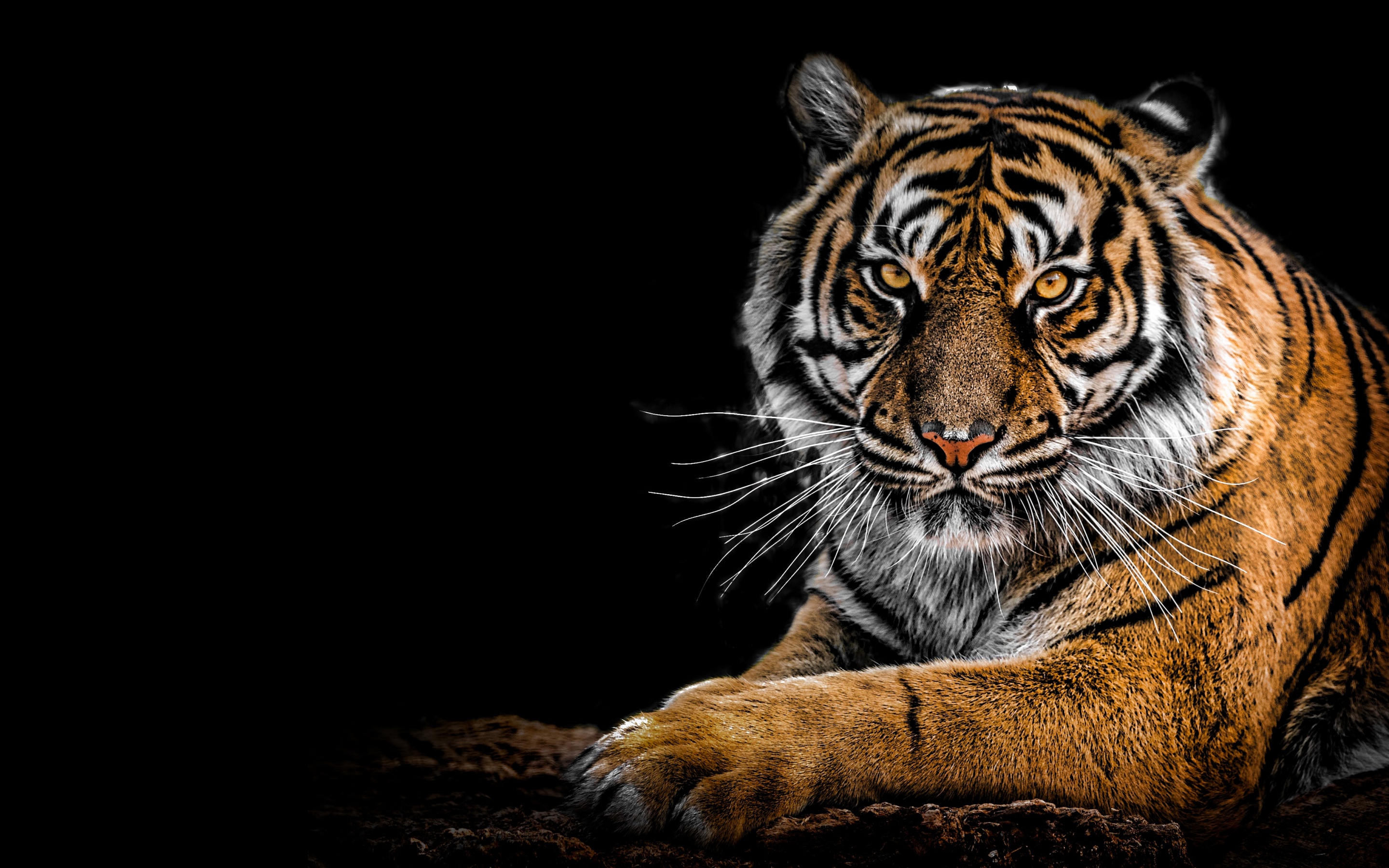 Bengal Tiger Wallpaper 4K, AMOLED, Big