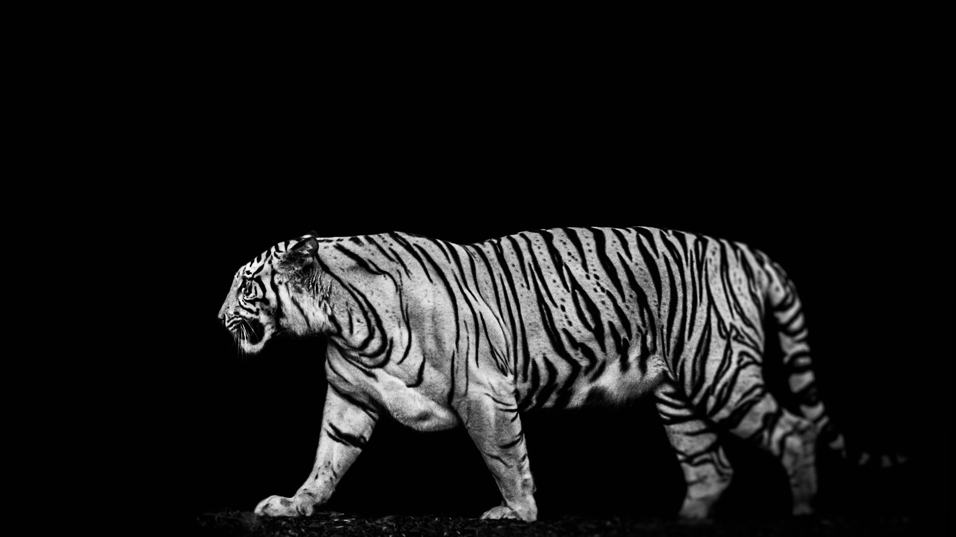 wallpaper: Tiger in the darkness 3840x2160