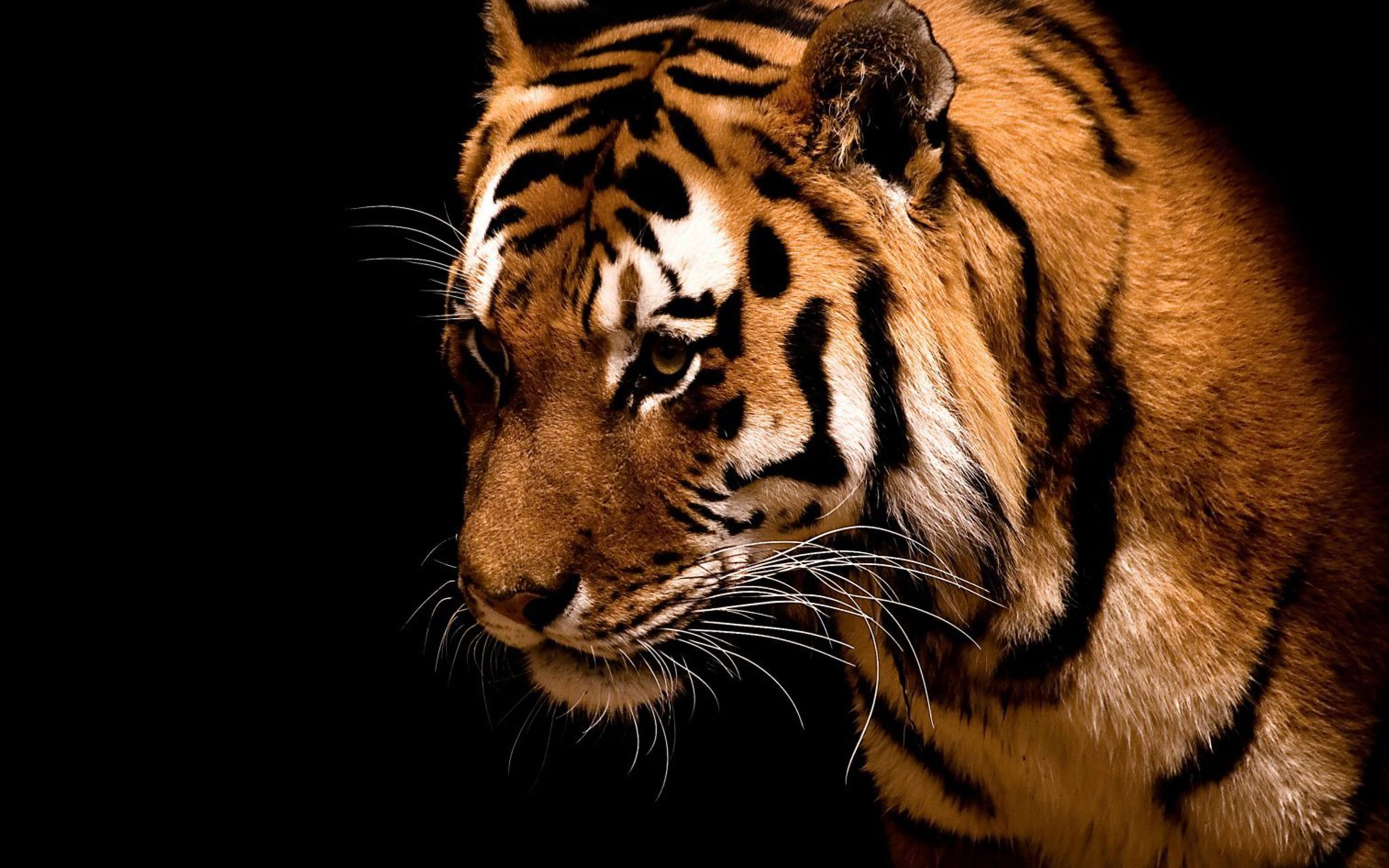 Tiger Jk Dark Animal Love Nature