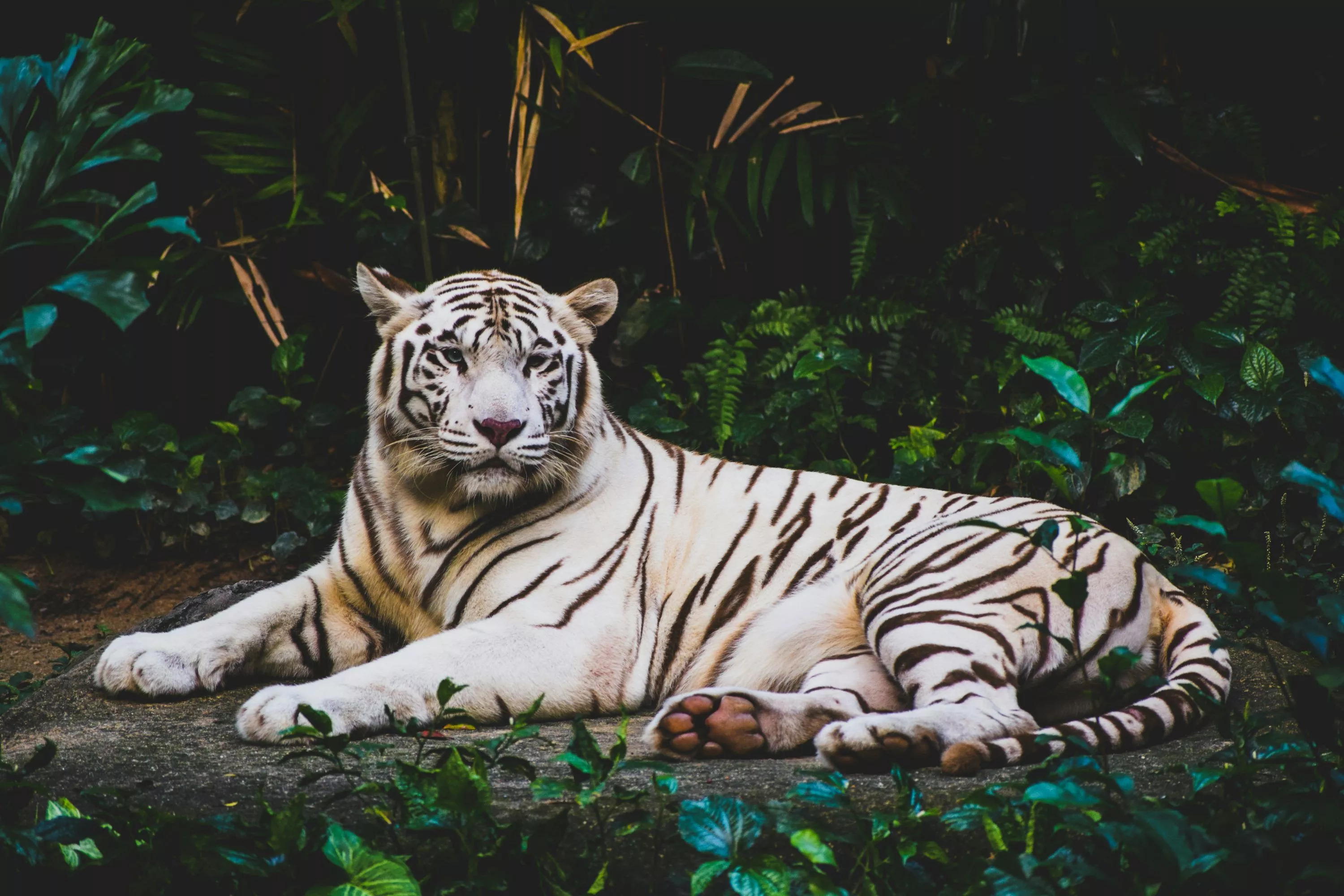 White Tiger Picture HD