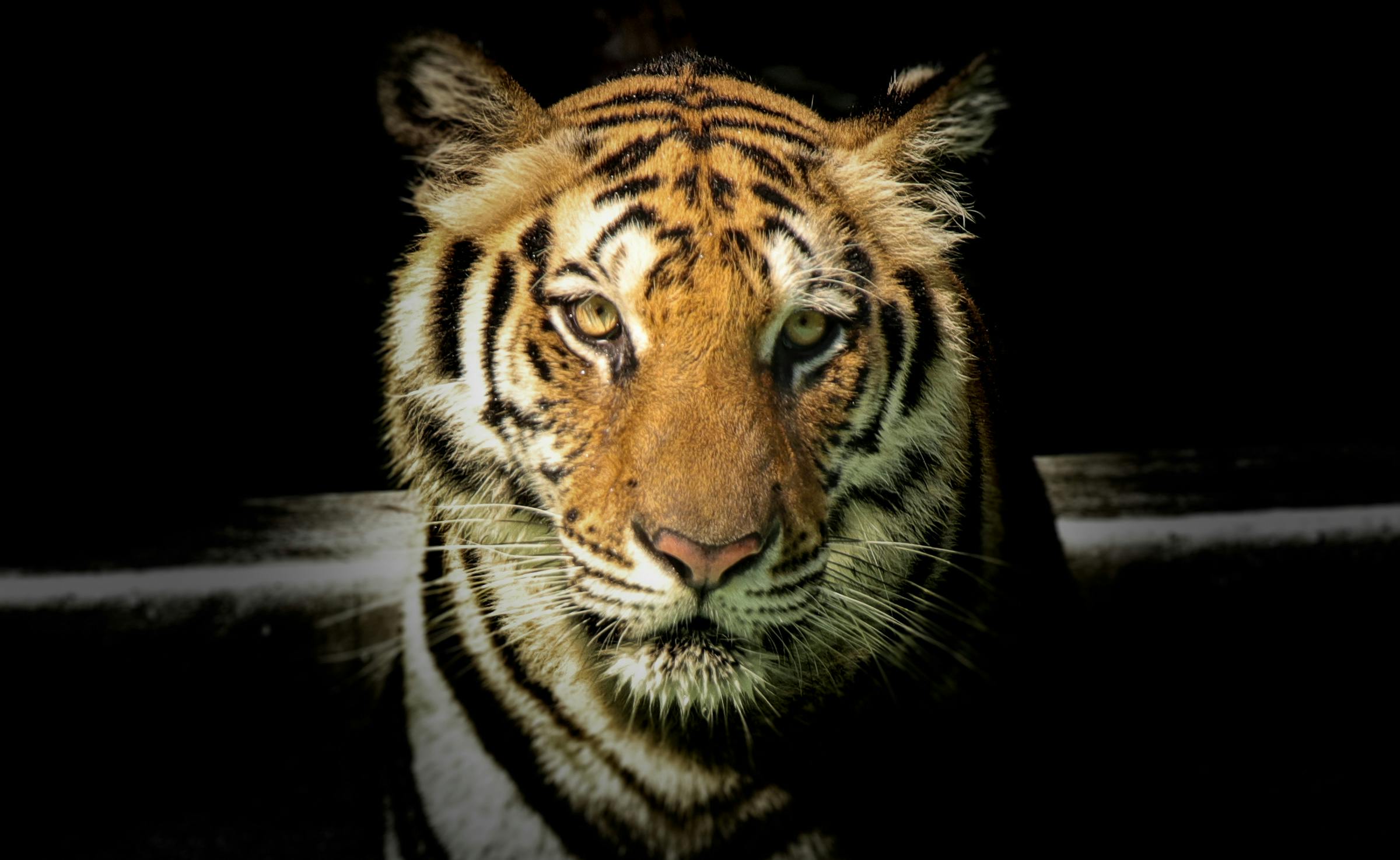 Best Tiger Image · 100% Free