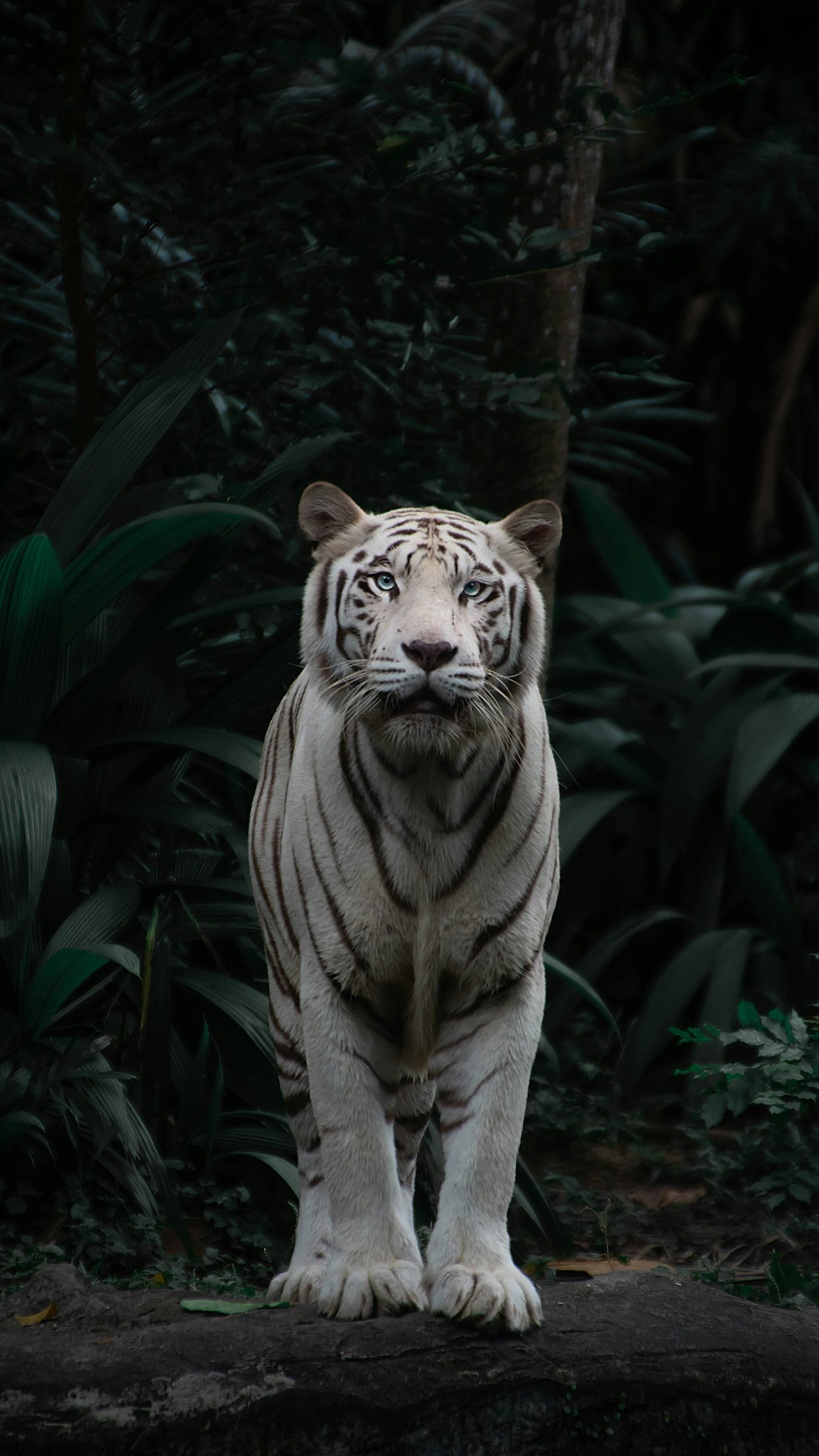 White Tiger Picture HD