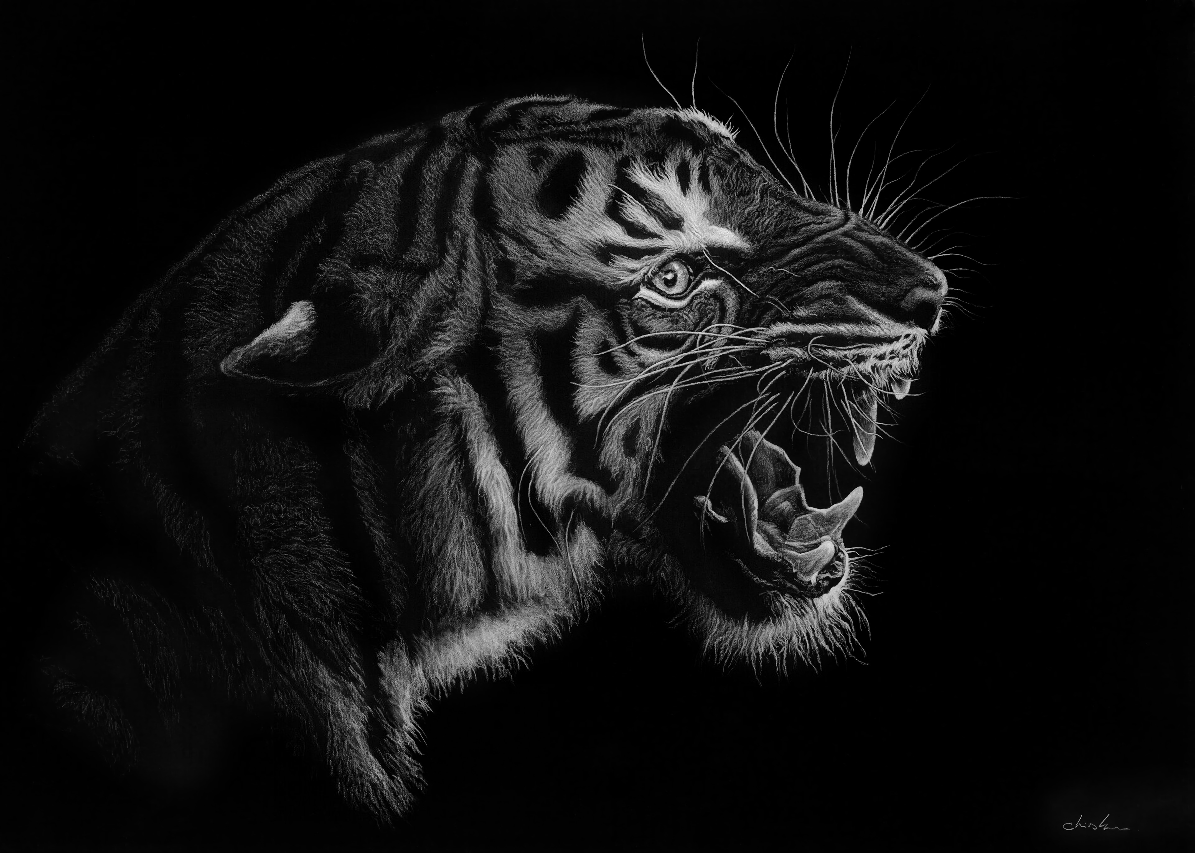 Black and White Tiger Illustration