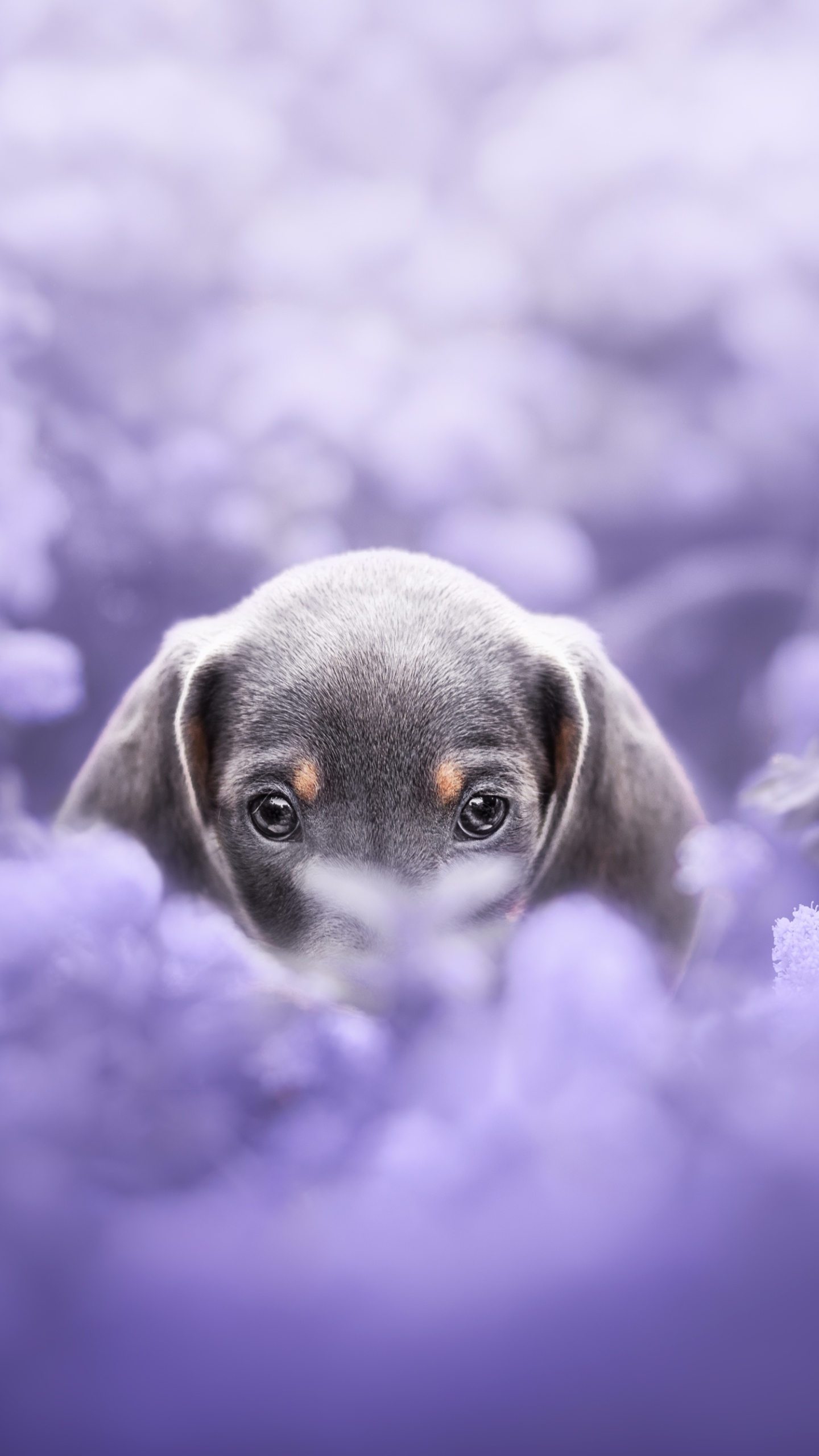 Dachshund Phone Wallpaper