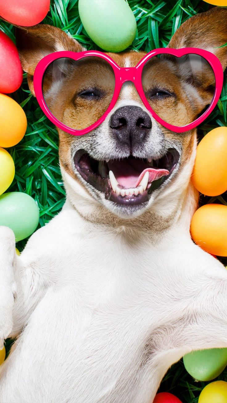 Happy Dog With Easter Eggs 4K Ultra HD