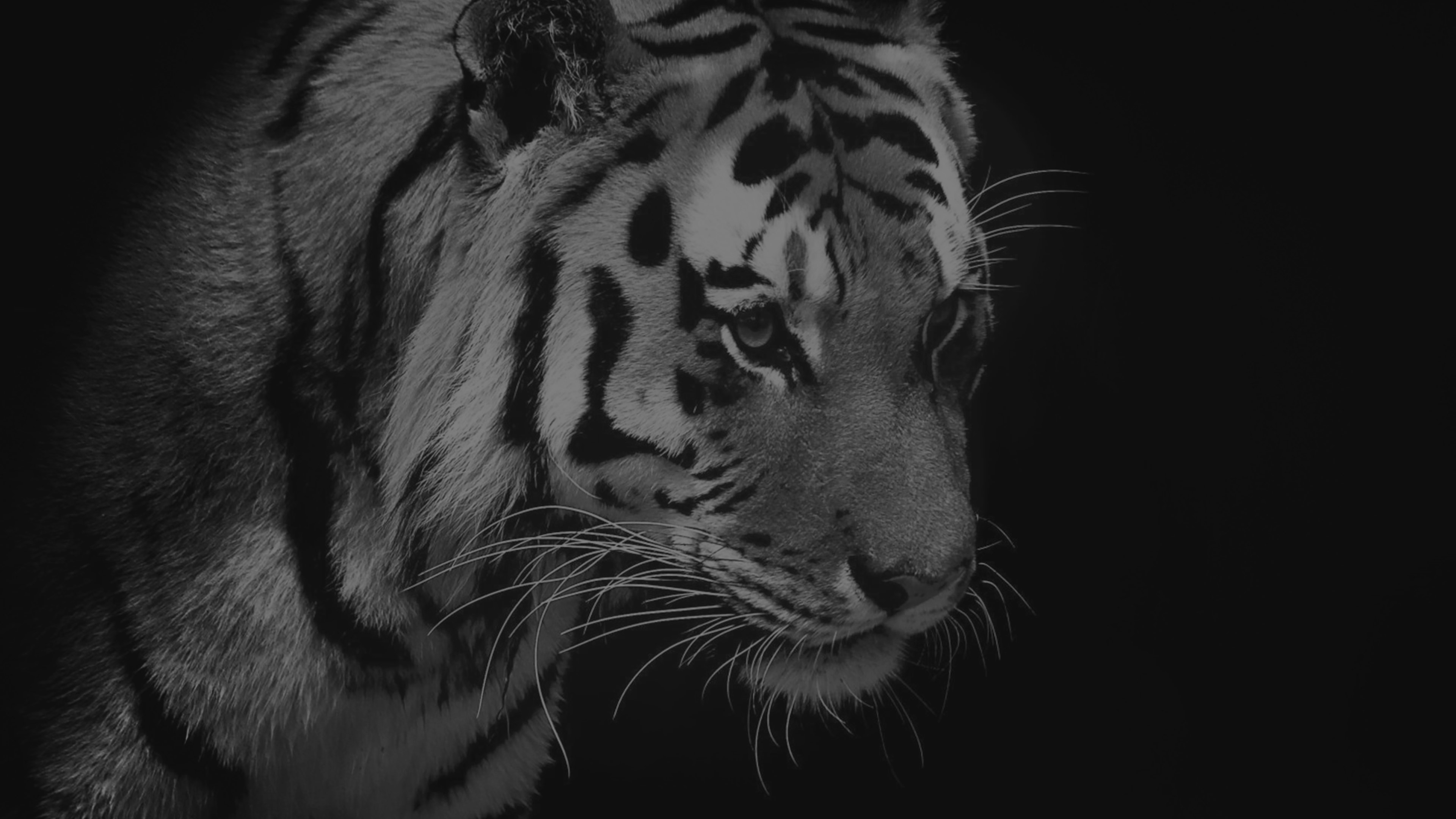 Tiger Dark Bw Animal Love Nature