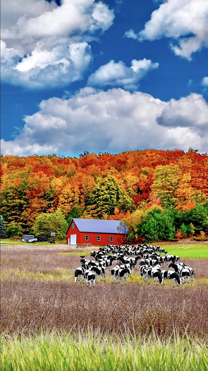 Fall Farm Wallpaper